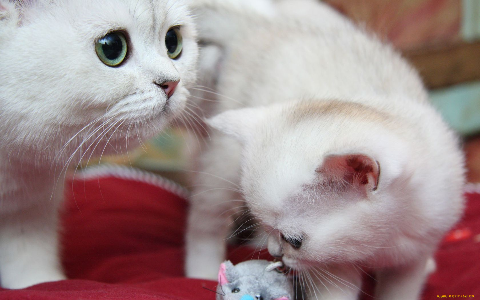 животные, коты