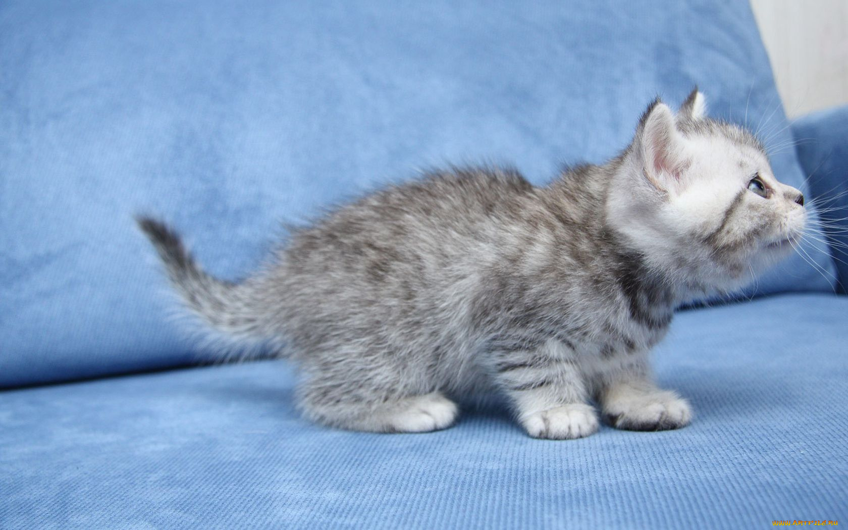 животные, коты