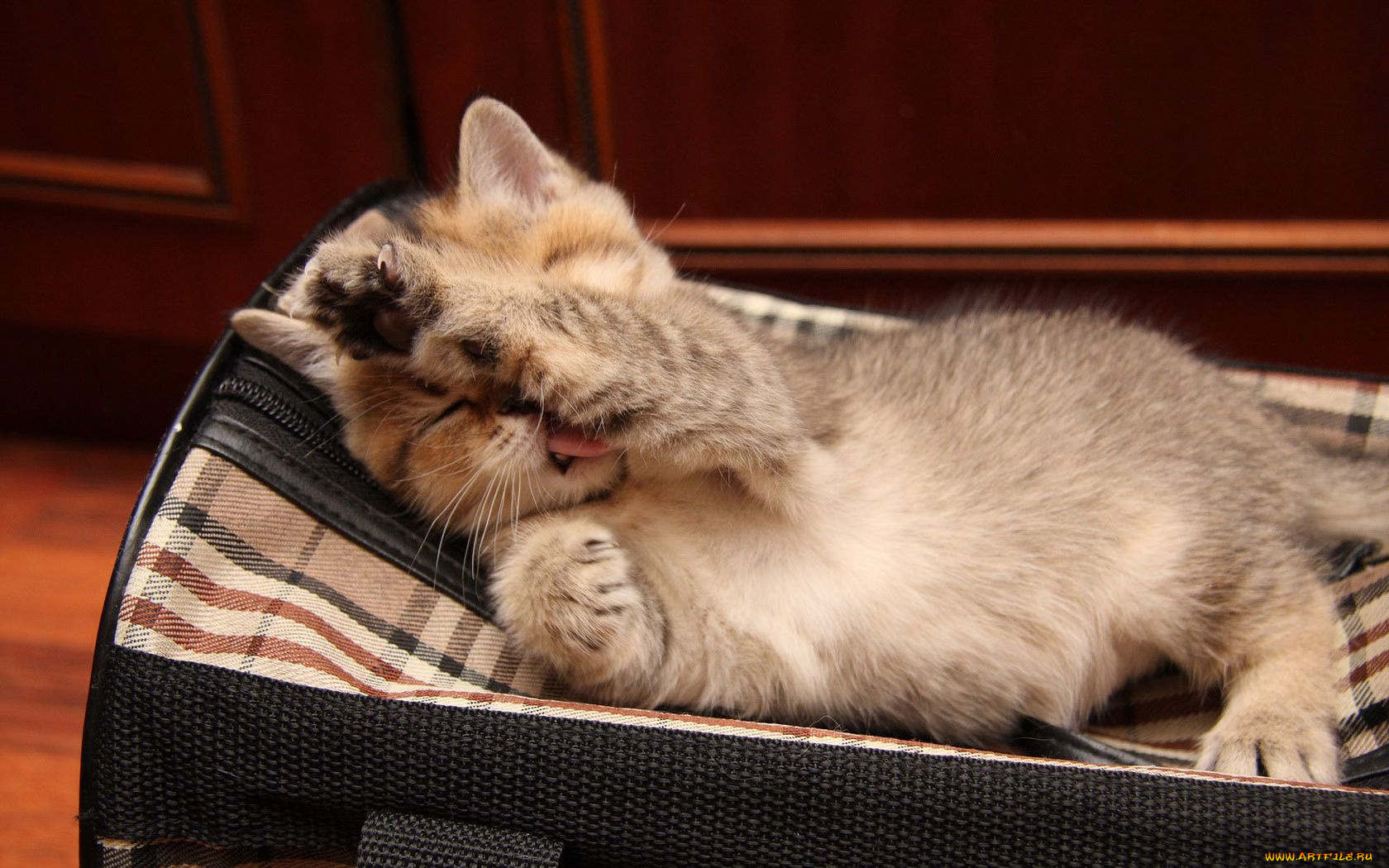 животные, коты