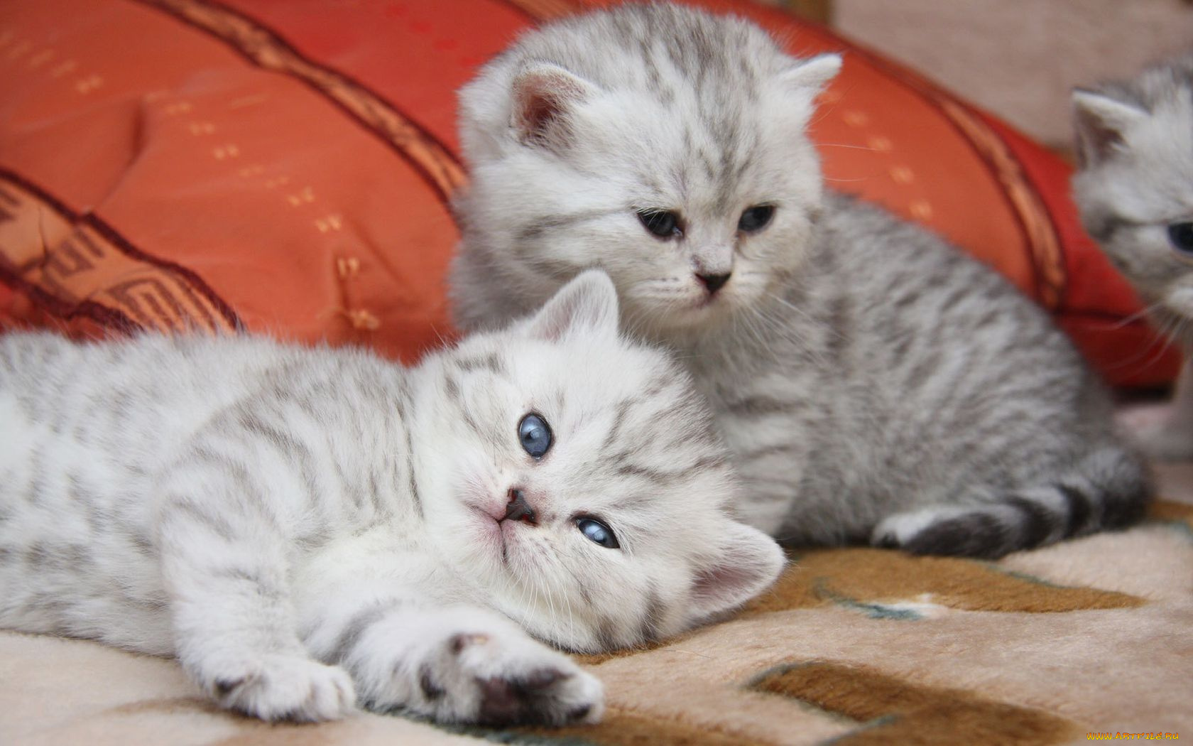 животные, коты