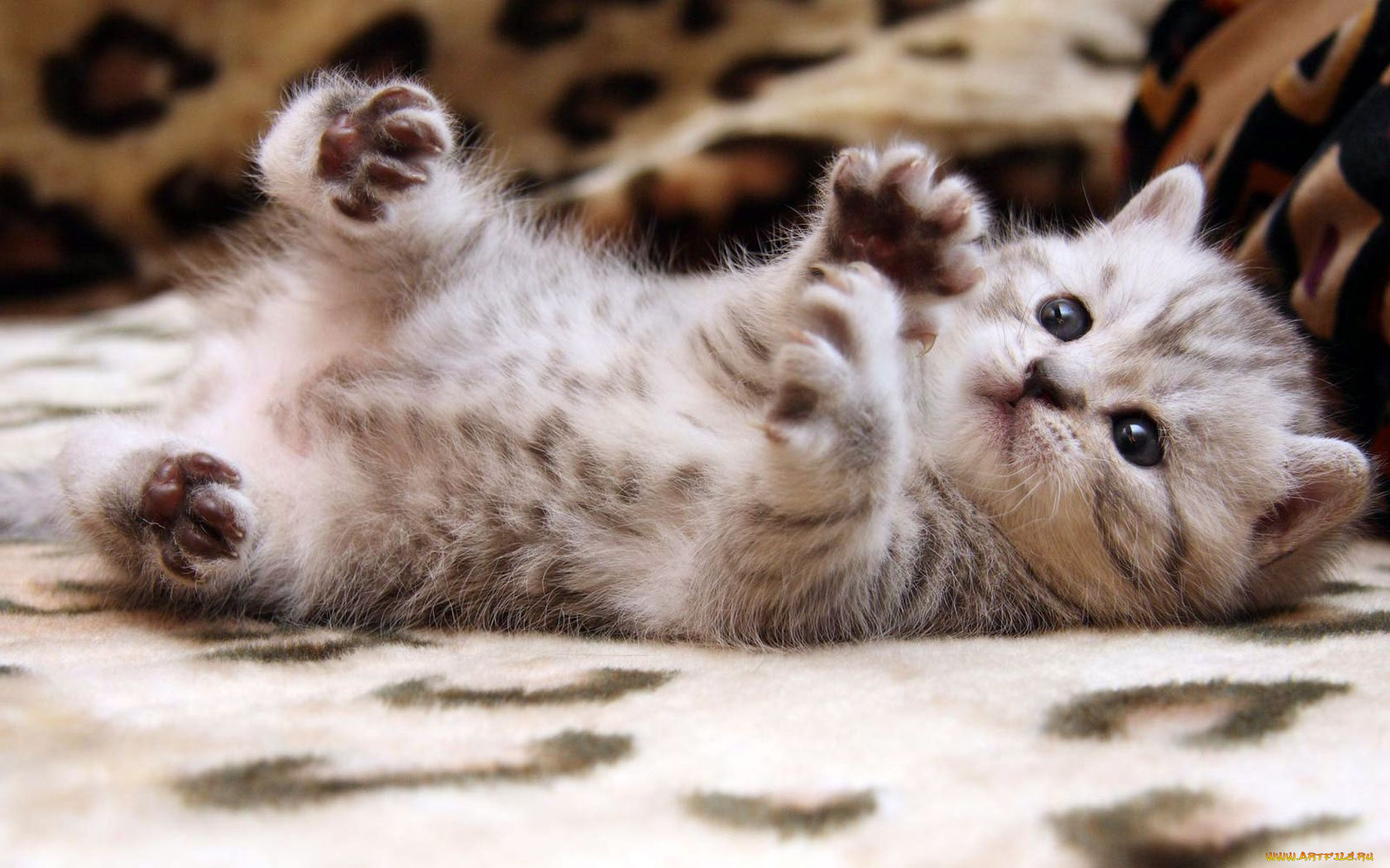 животные, коты