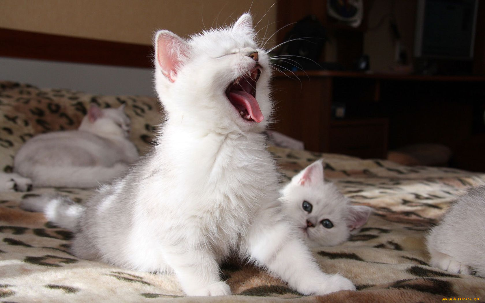 животные, коты