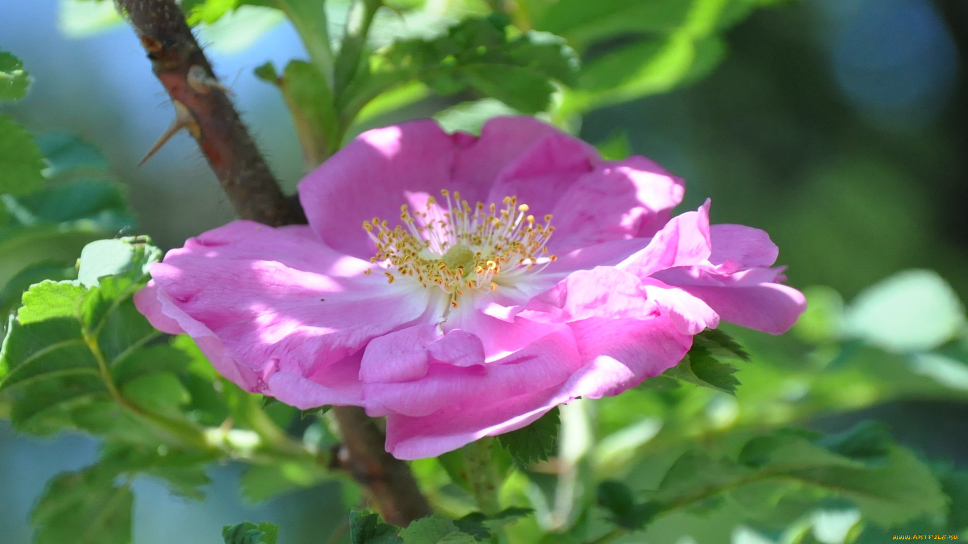 цветы, шиповник