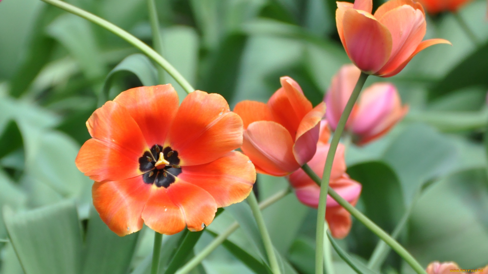 цветы, тюльпаны