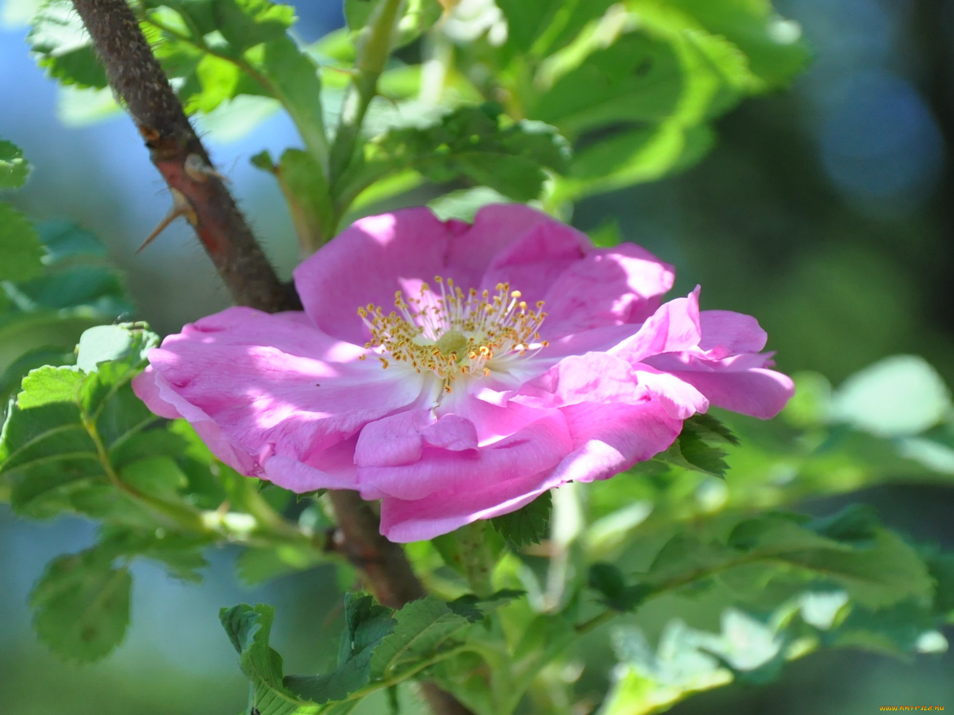 цветы, шиповник