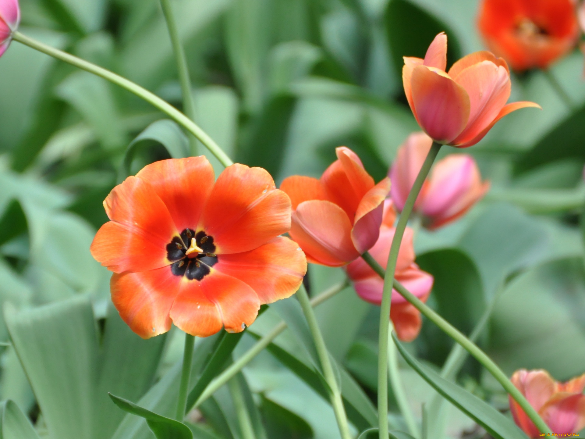 цветы, тюльпаны