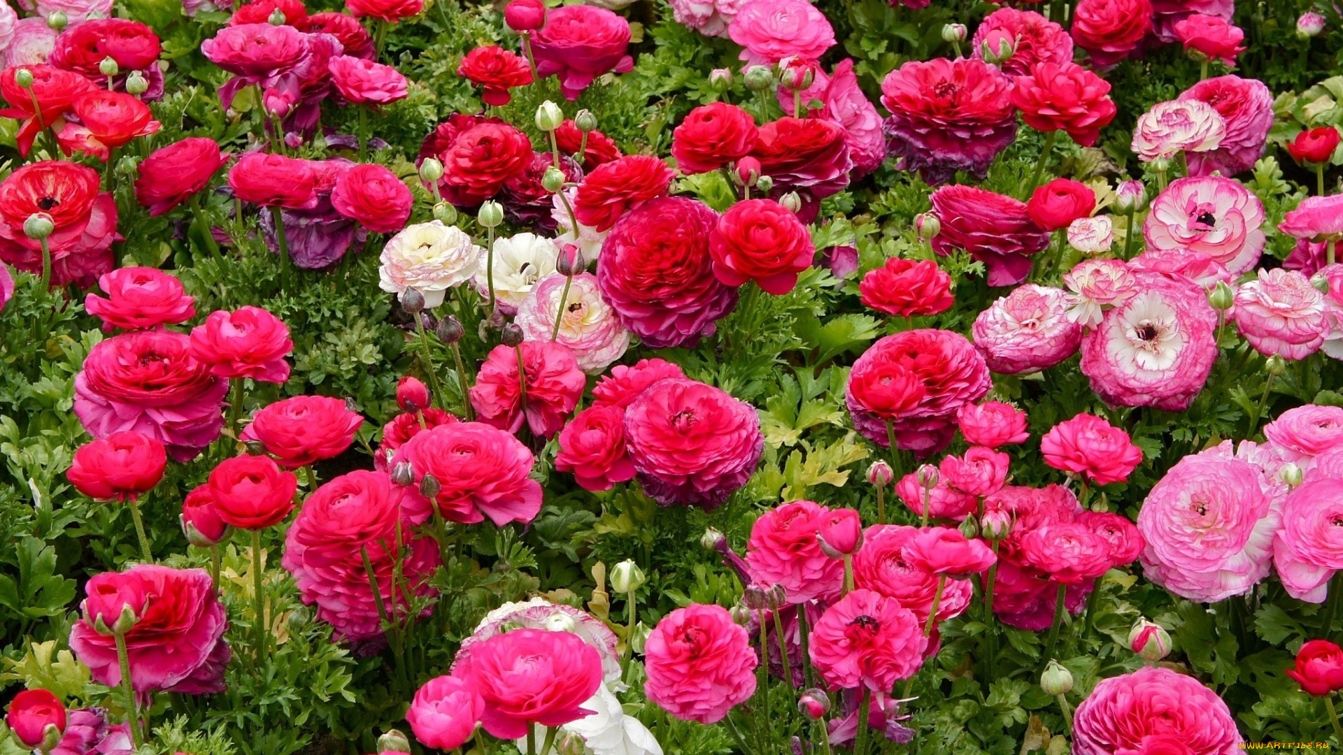 цветы, ранункулюс, азиатский, лютик, малиновый, цветение