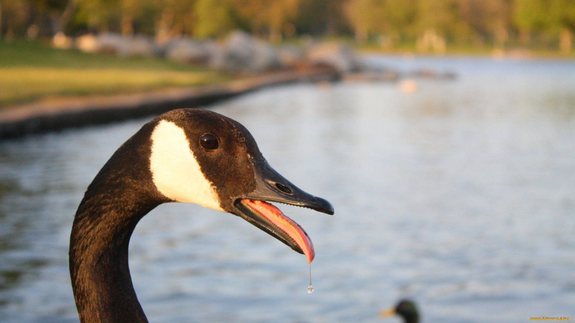 животные, гуси