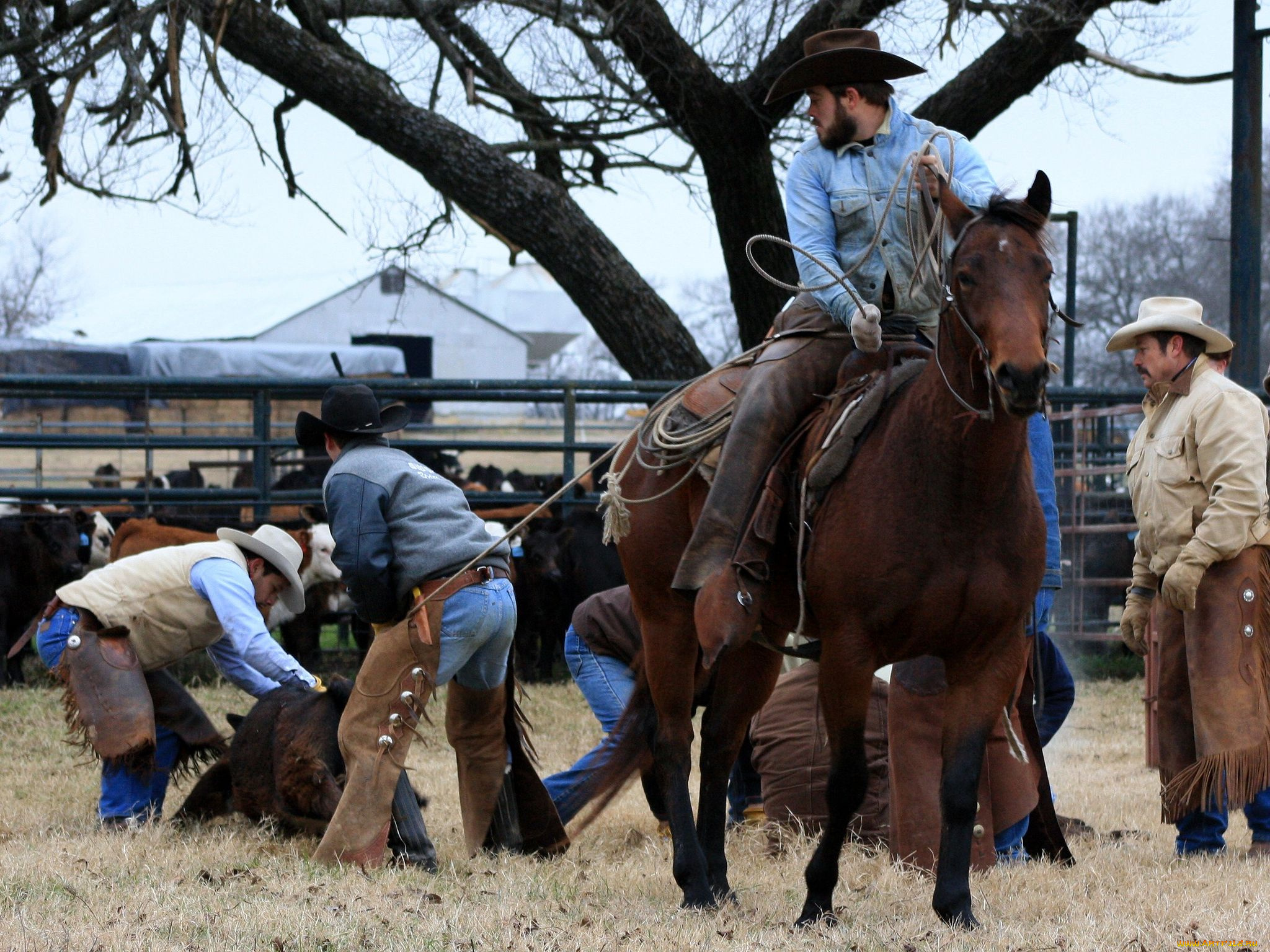 мужчины, unsort, ковбой, лошадь