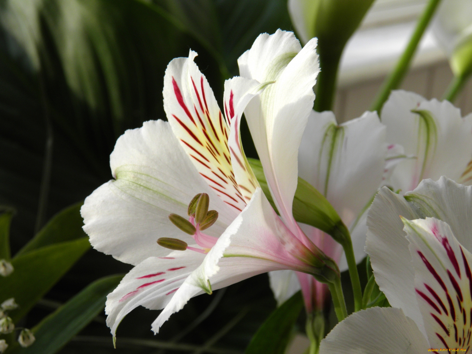 цветы, альстромерия