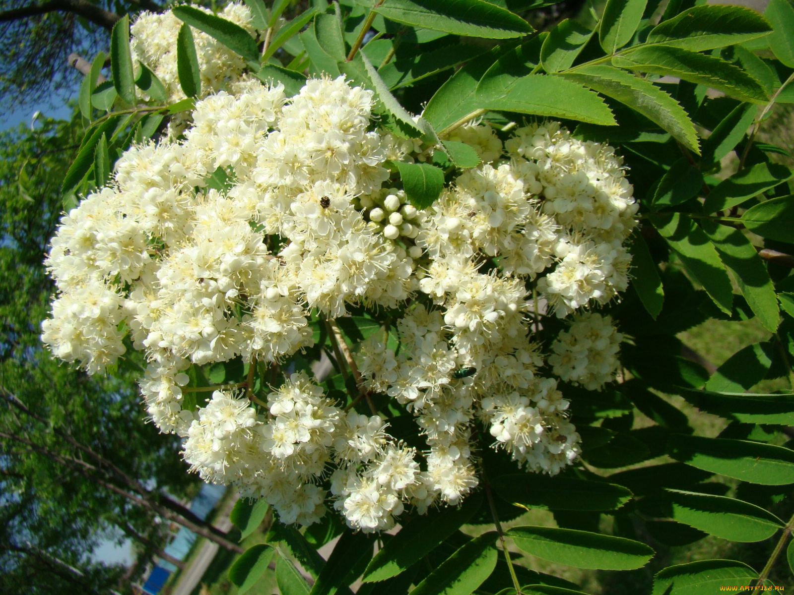 цветы, цветущие, деревья, кустарники, рябина