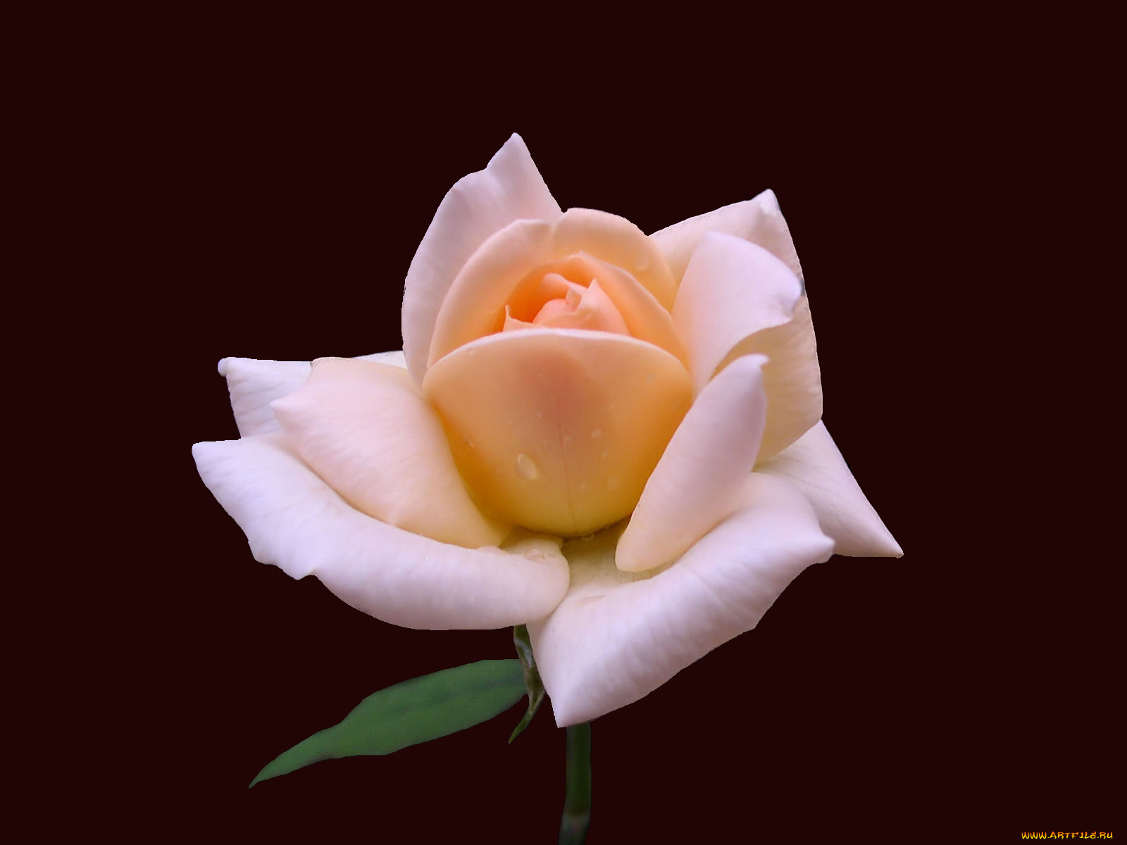 цветы, розы, роза