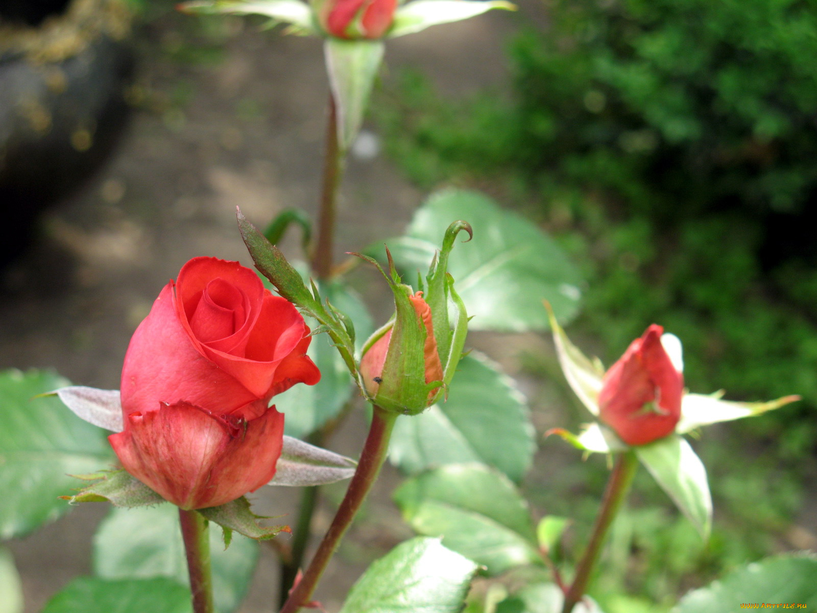 цветы, розы, розовый