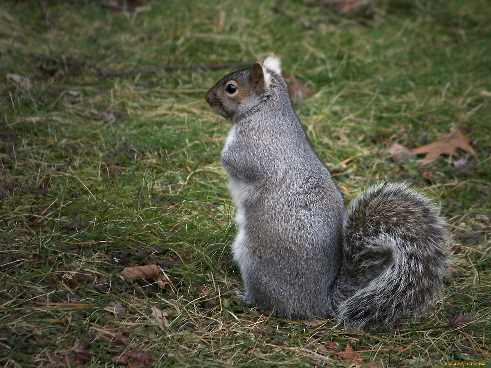 животные, белки, белка