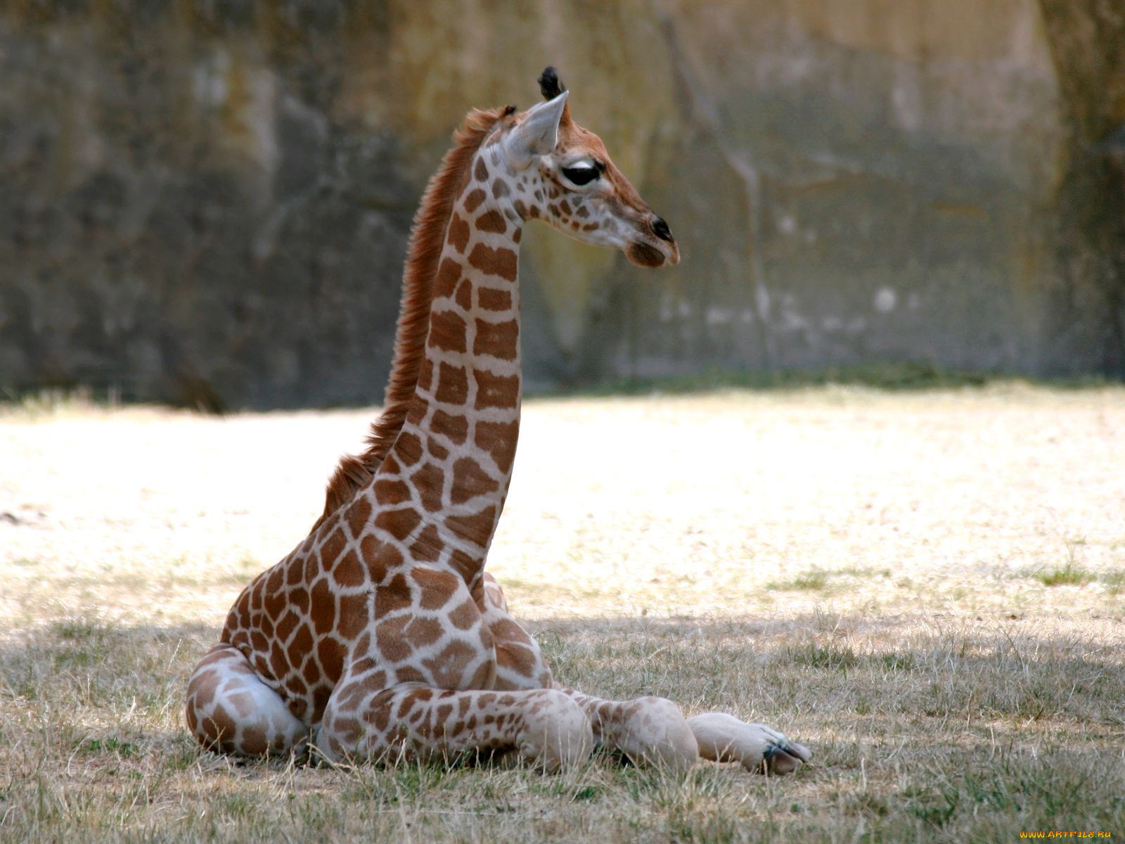 животные, жирафы, шея