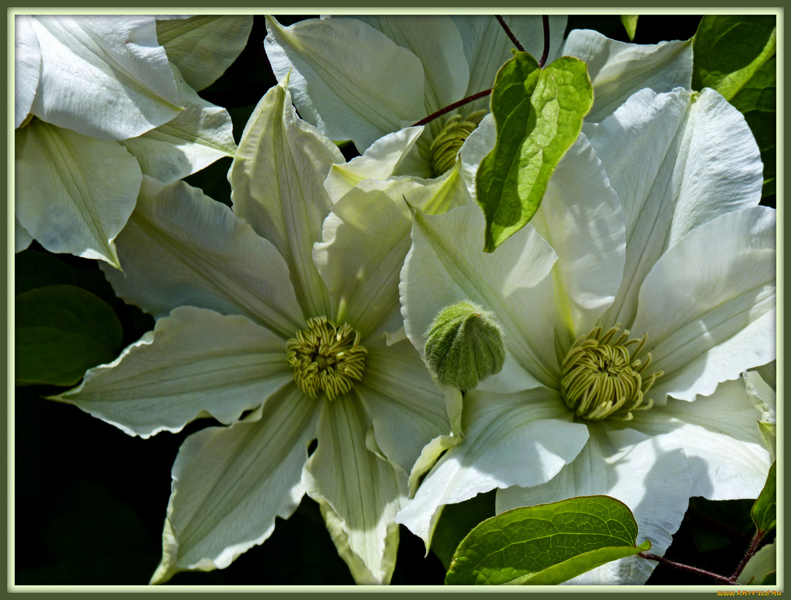 цветы, клематис, ломонос, листья, лепестки, белые