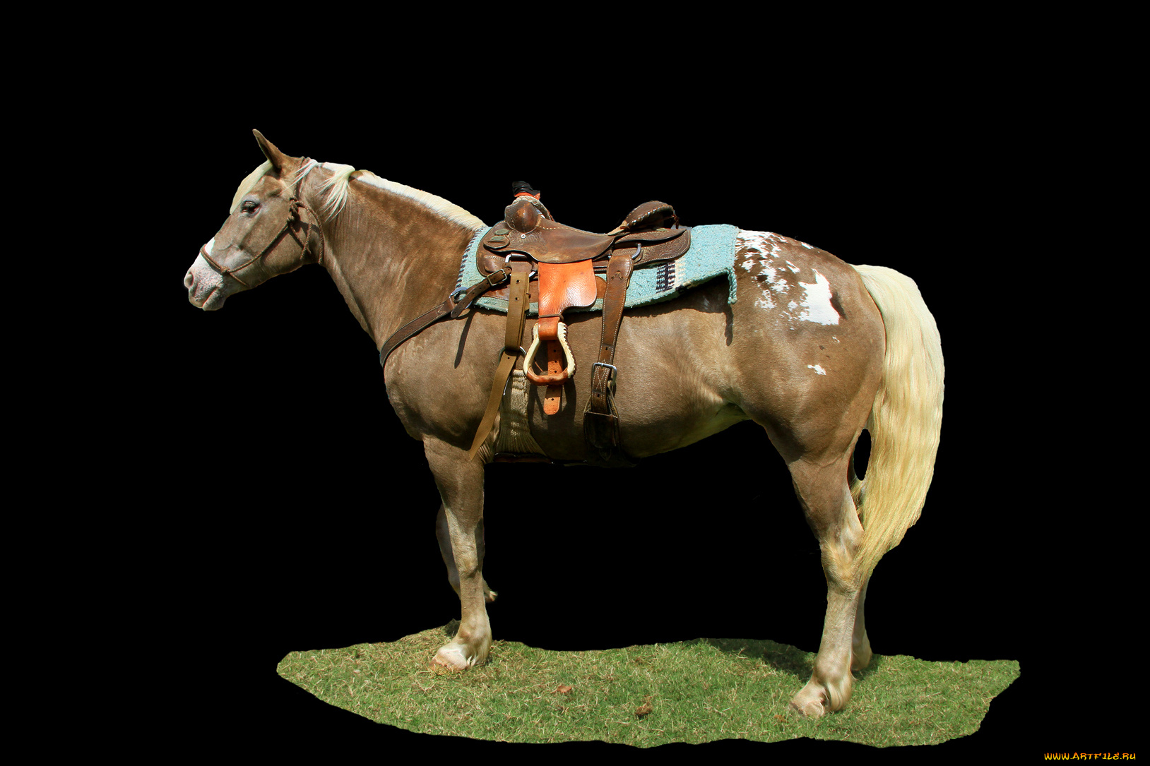 животные, лошади, лошадь