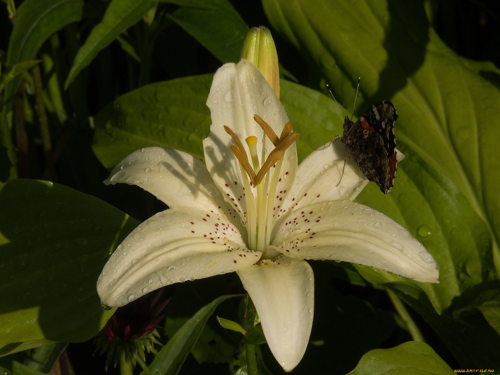 цветы, лилии, лилейники, лилия