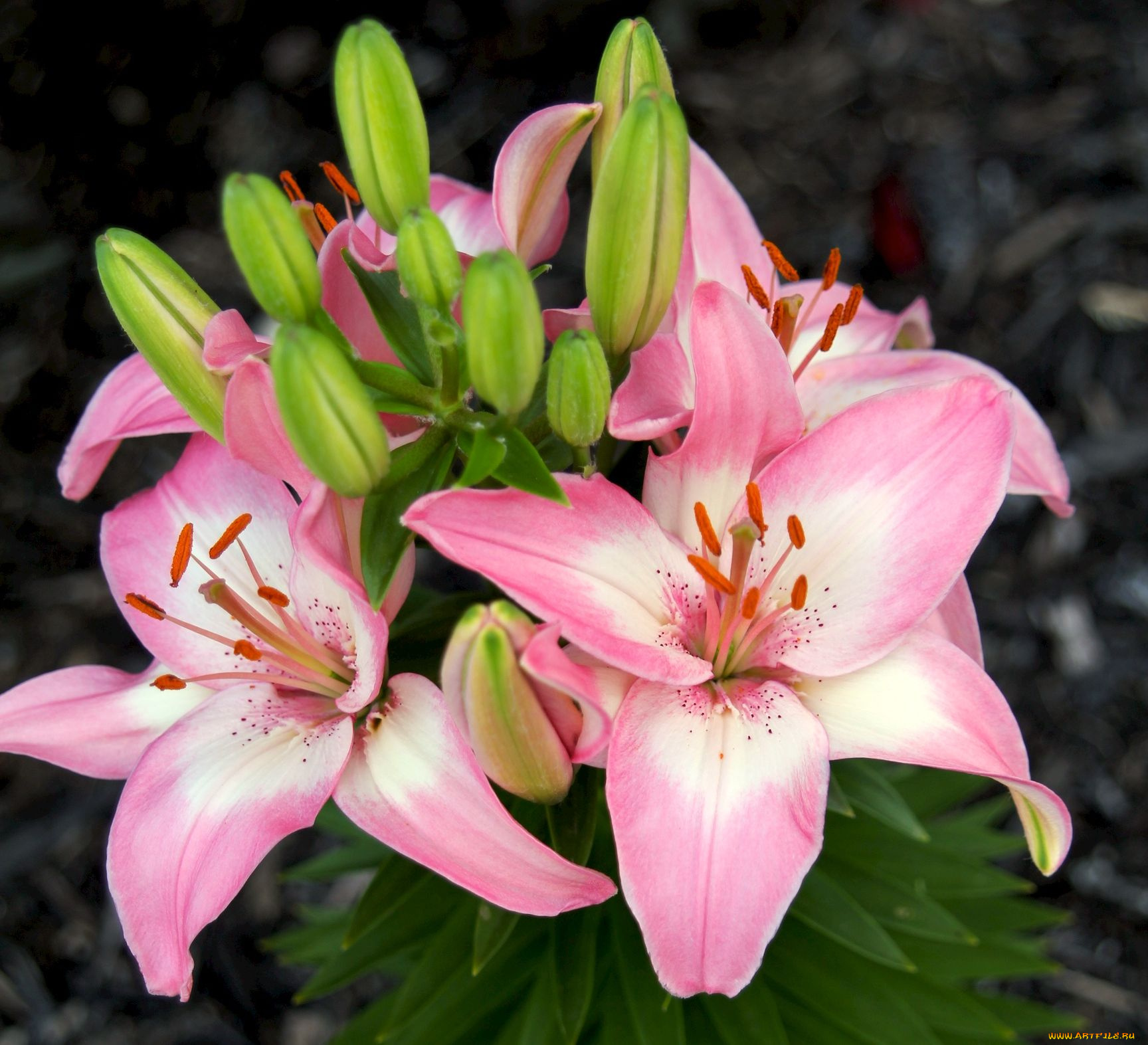 цветы, лилии, лилейники, лепестки, бутоны