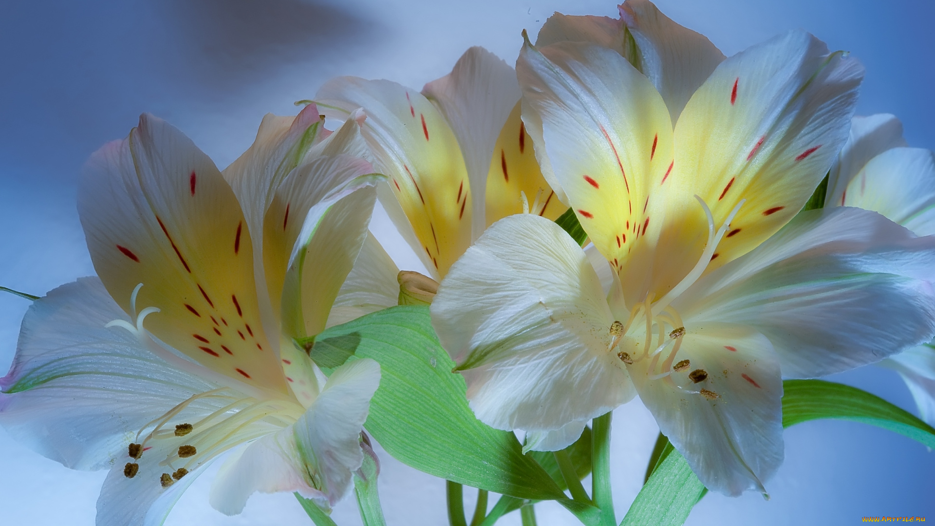 цветы, альстромерия, перуанская, лилия