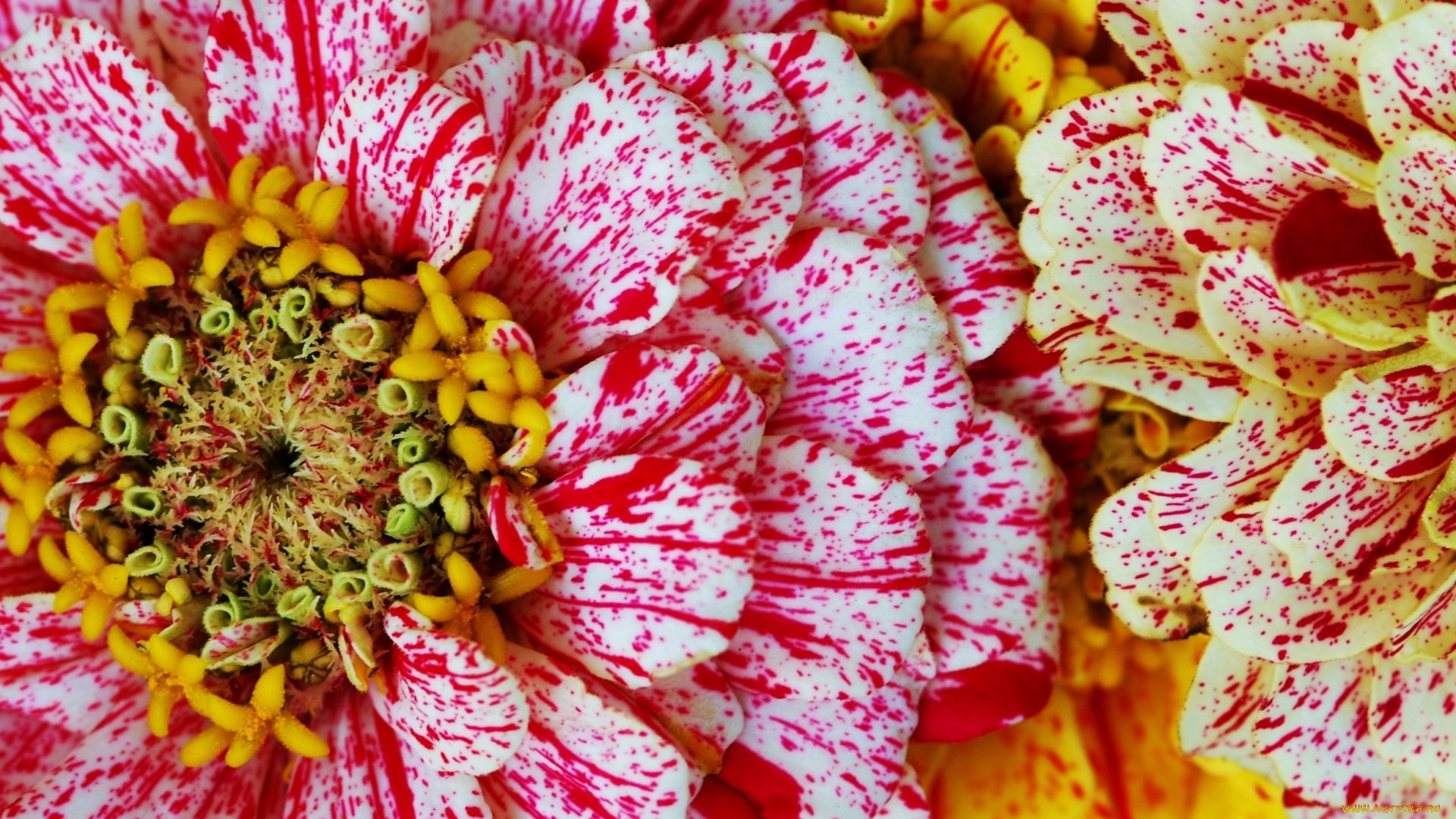 цветы, цинния, лепестки, пестрый