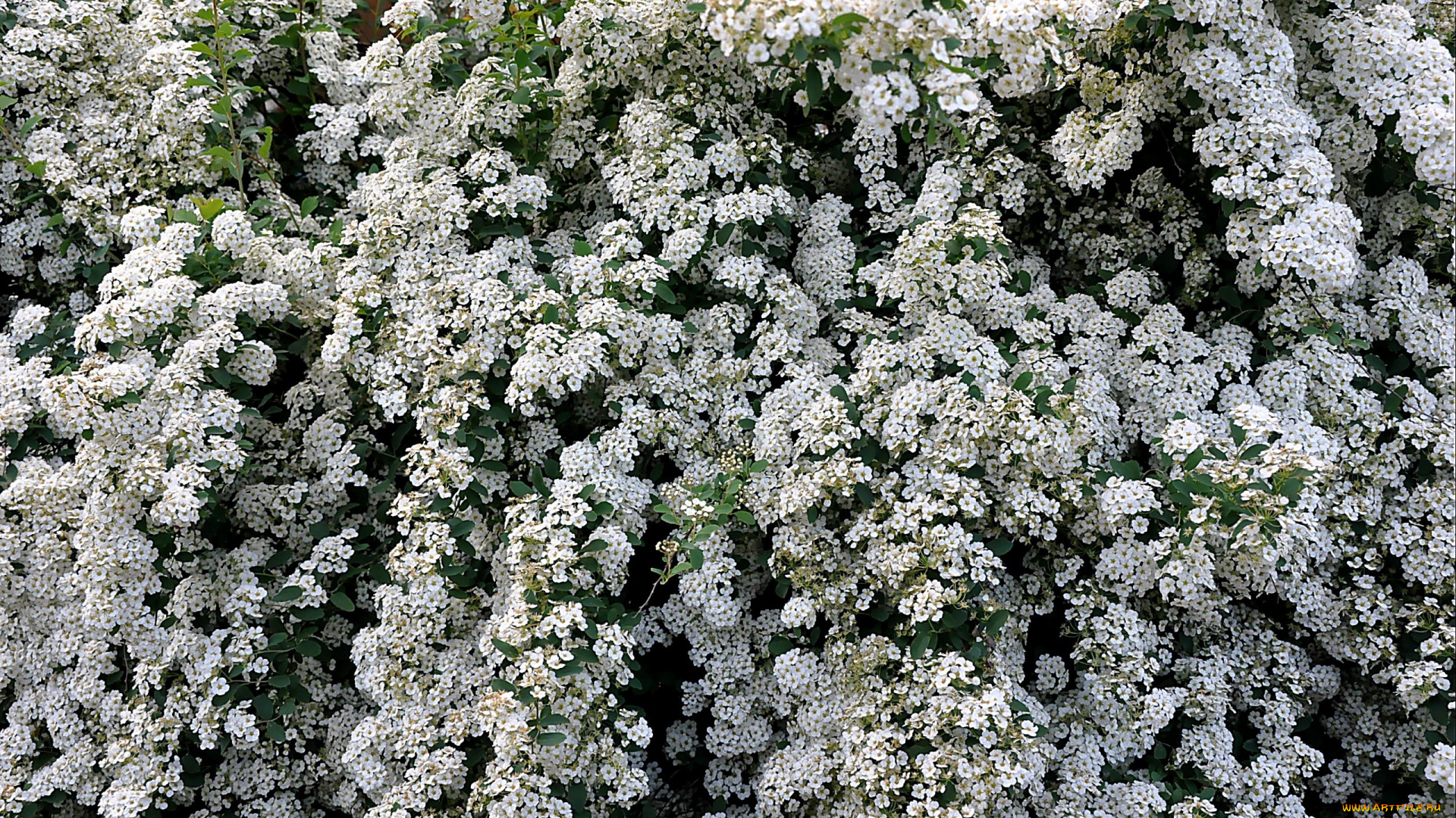 цветы, цветущие, деревья, кустарники, белый