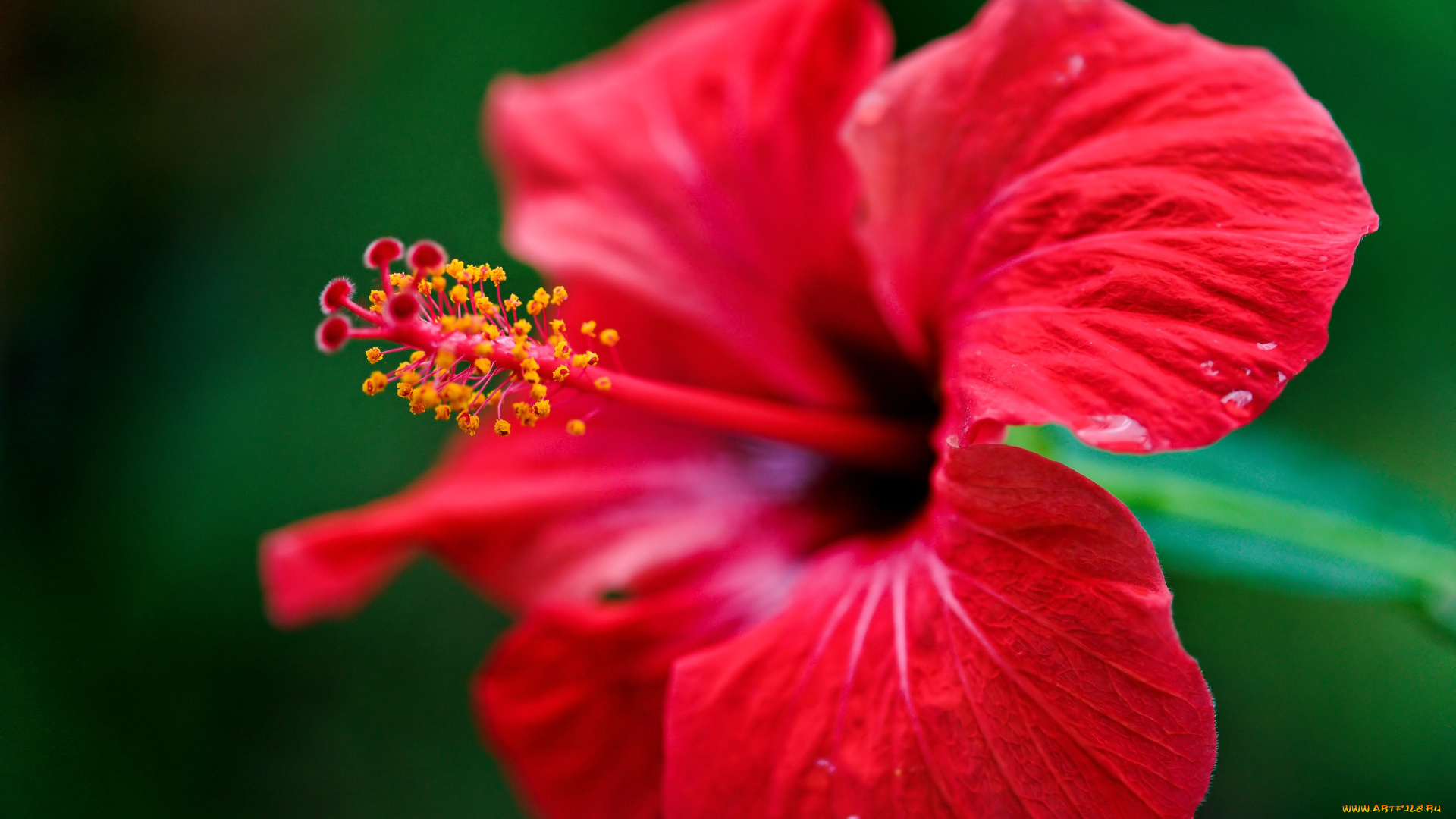 цветы, гибискусы, макро