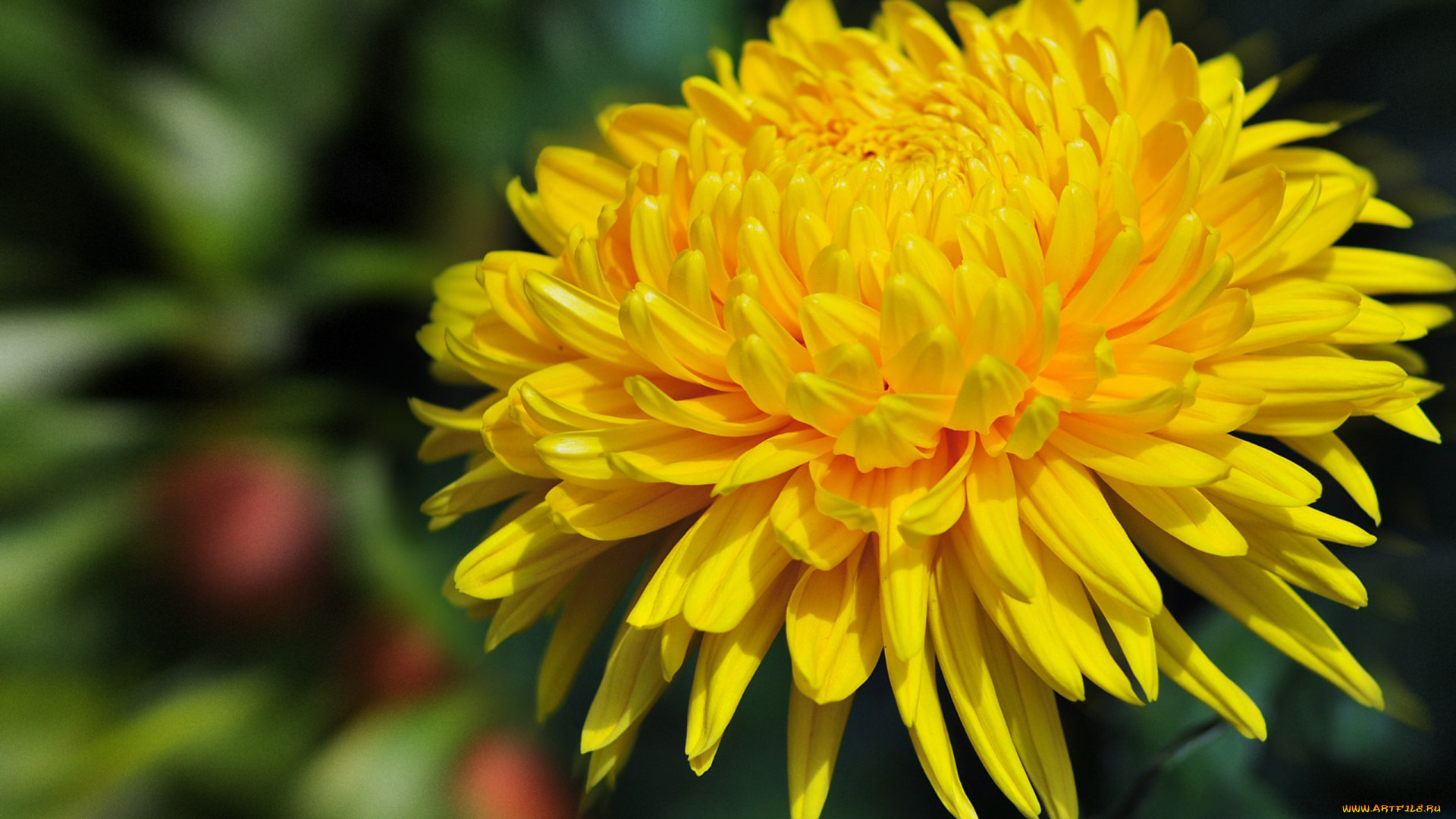 цветы, хризантемы, лепестки