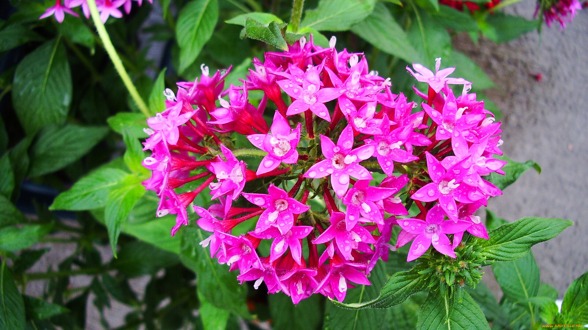 цветы, клеродендрумы, лепестки, листья