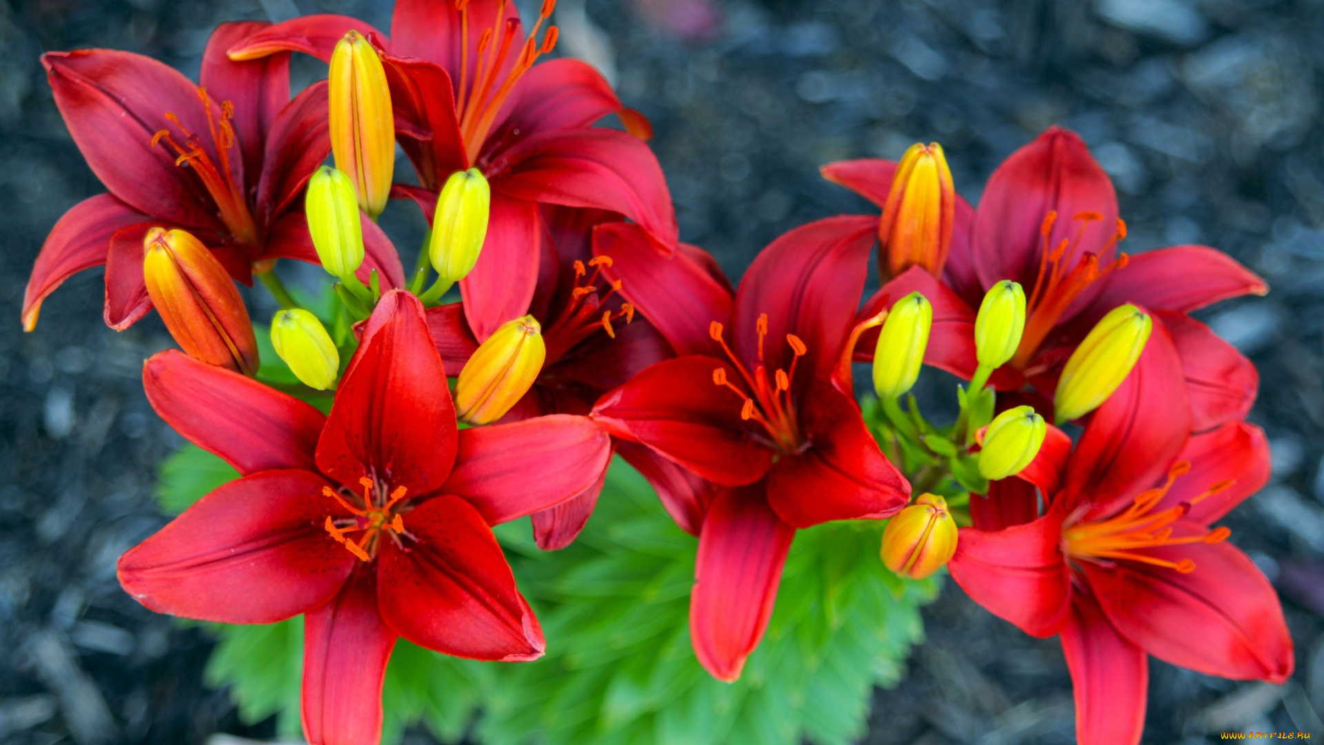 цветы, лилии, лилейники, бутоны, лепестки