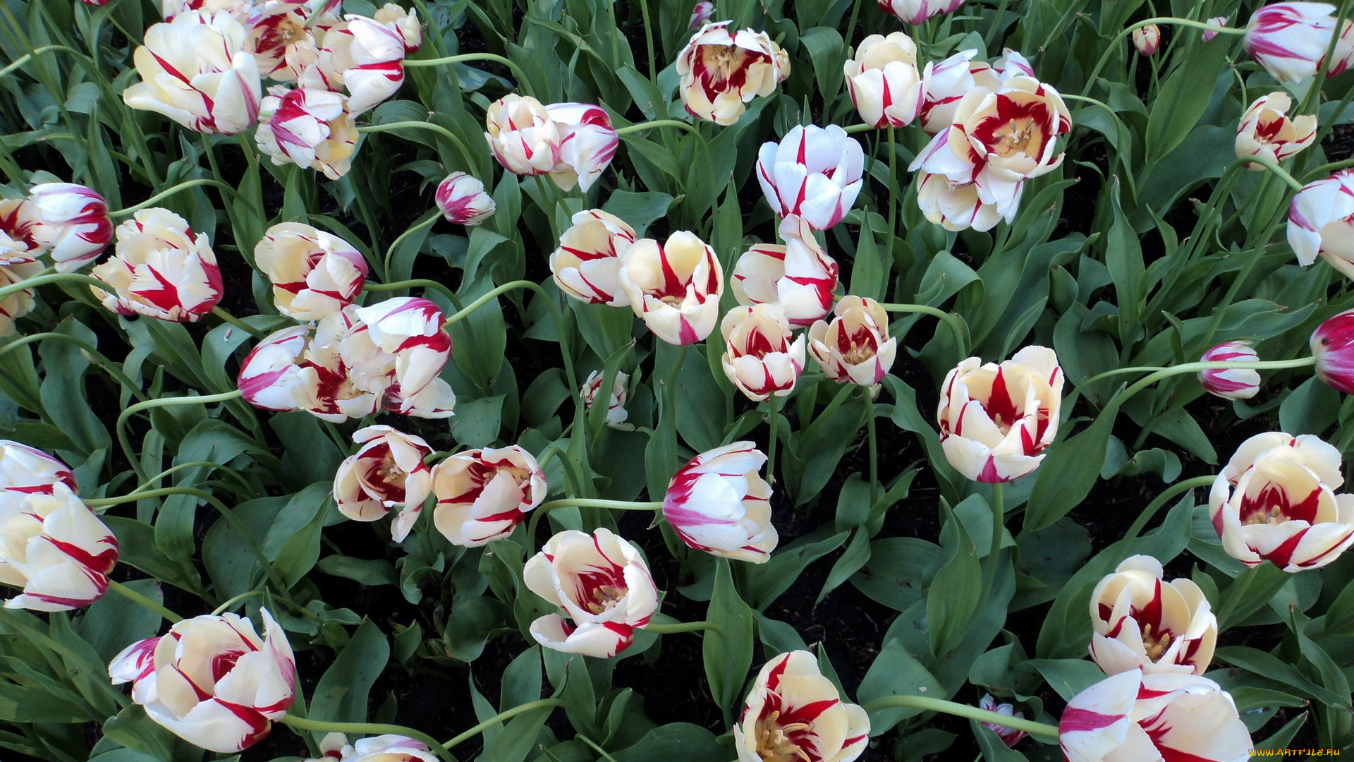 цветы, тюльпаны