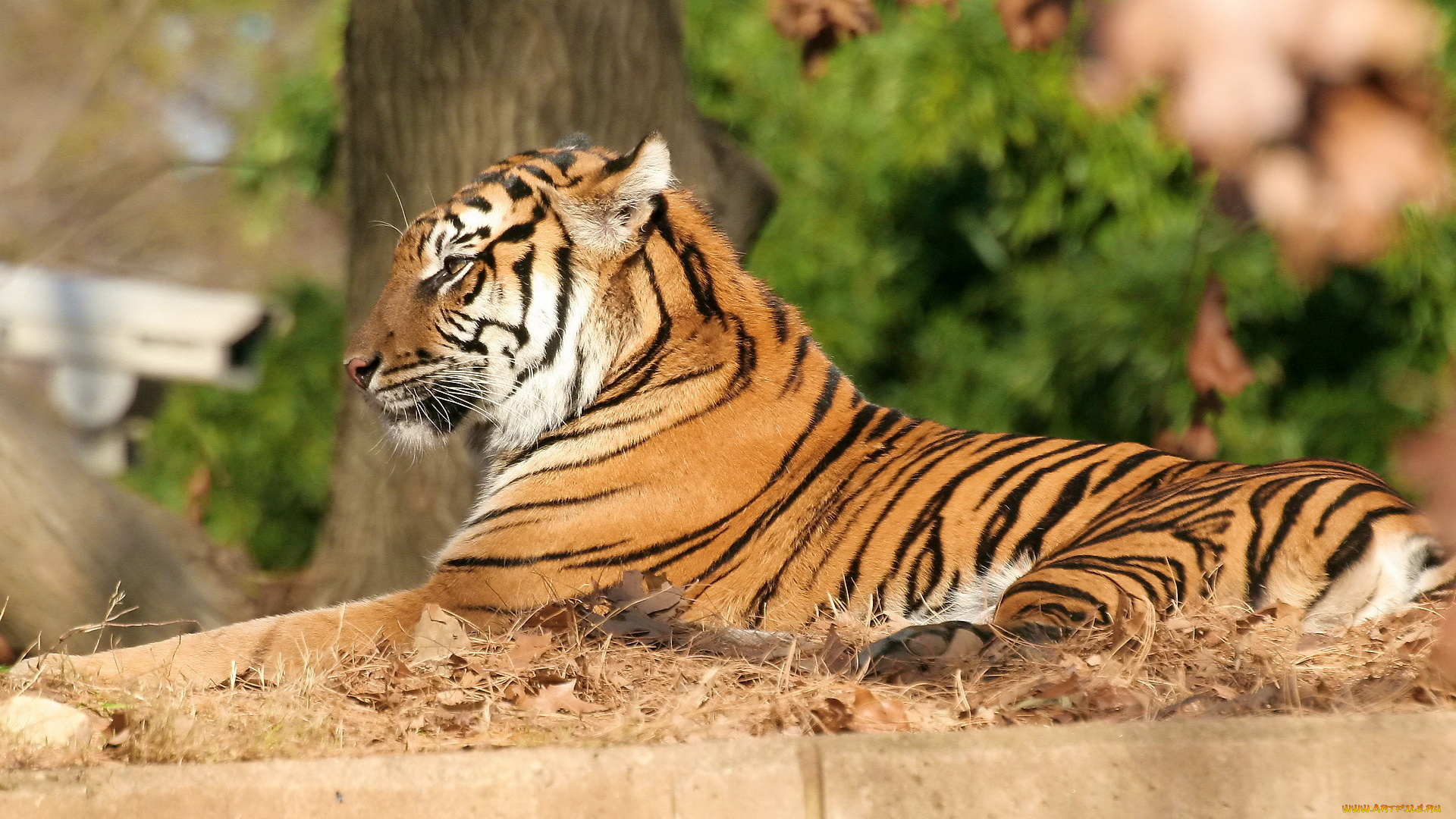 тигр, животные, тигры, лежит, профиль