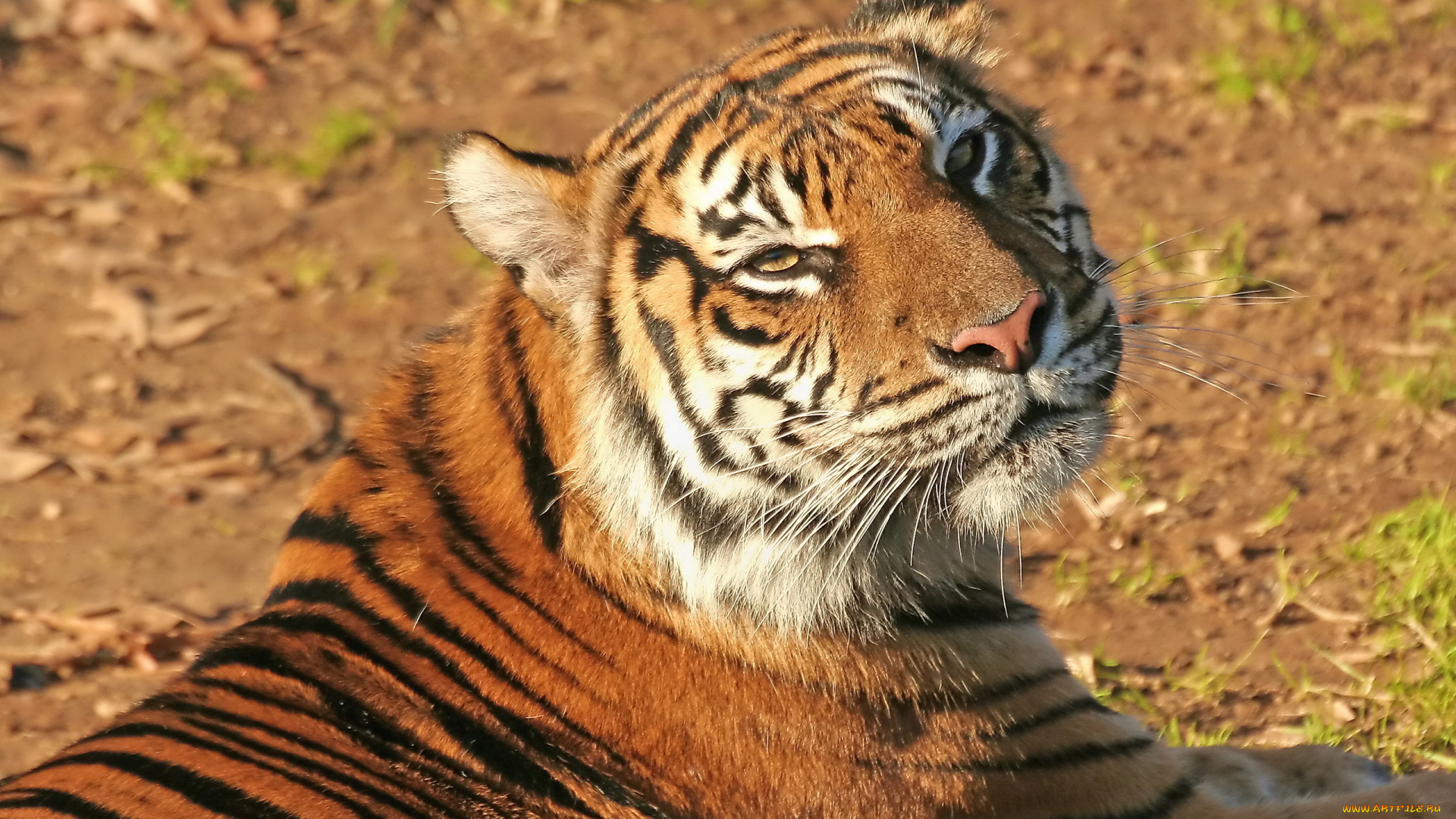 тигр, животные, тигры, смотрит, взгляд, морда