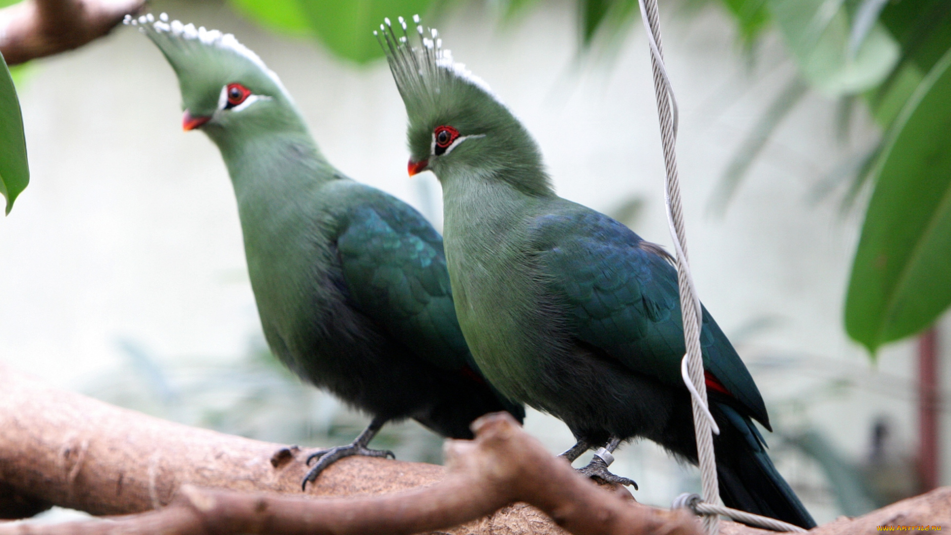 турако, животные, пара, хохолок