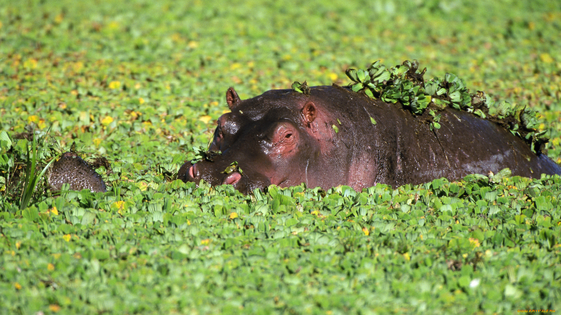 животные, бегемоты, ушки, зелень, бегемот
