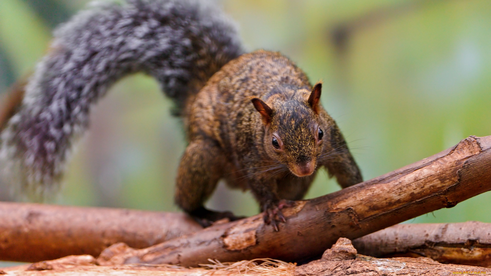 животные, белки, squirrel