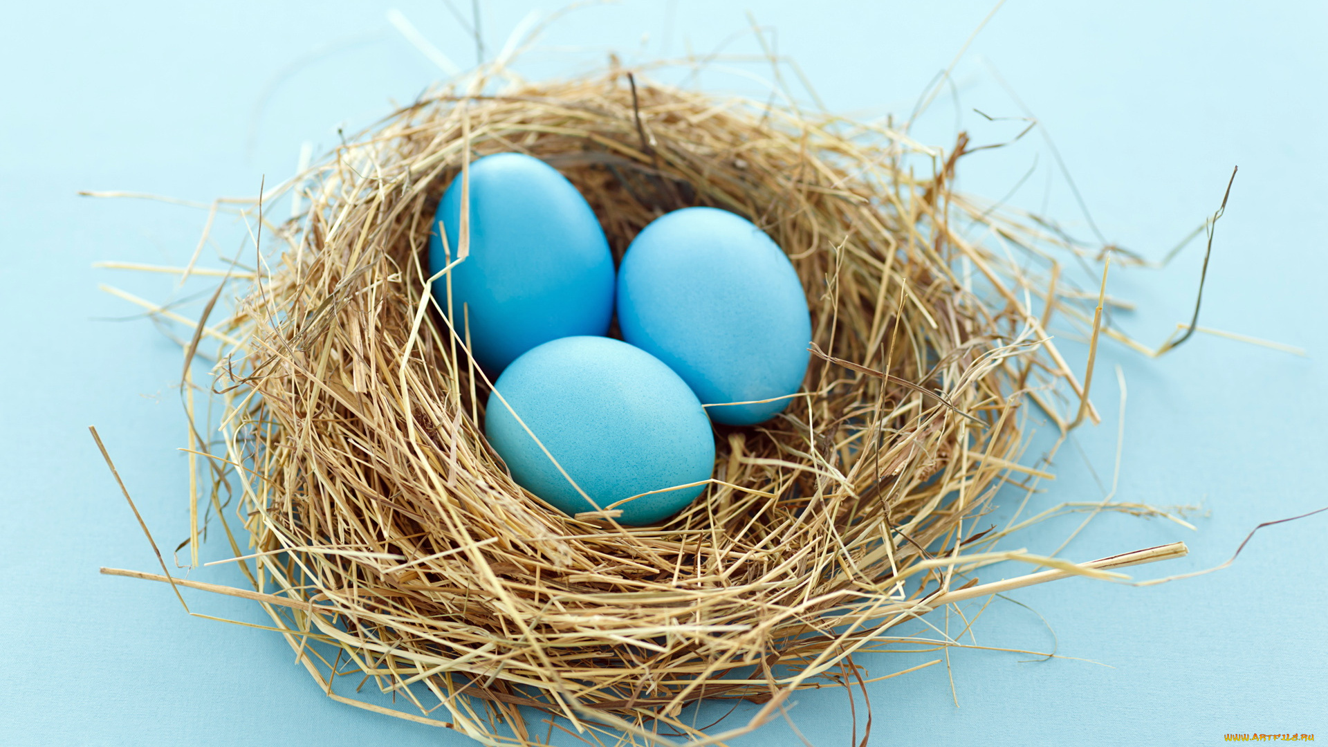 животные, гнезда, птиц, гнездо