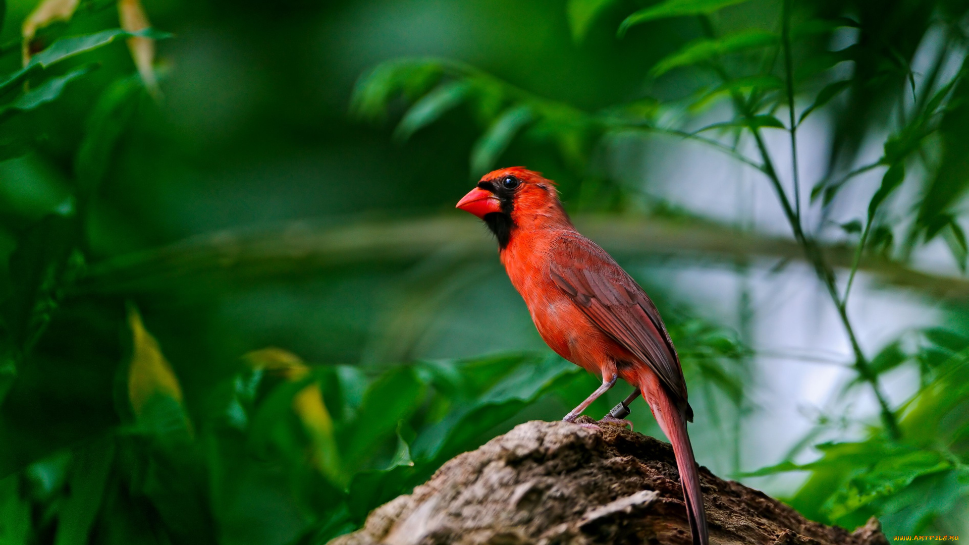 животные, кардиналы, кардинал