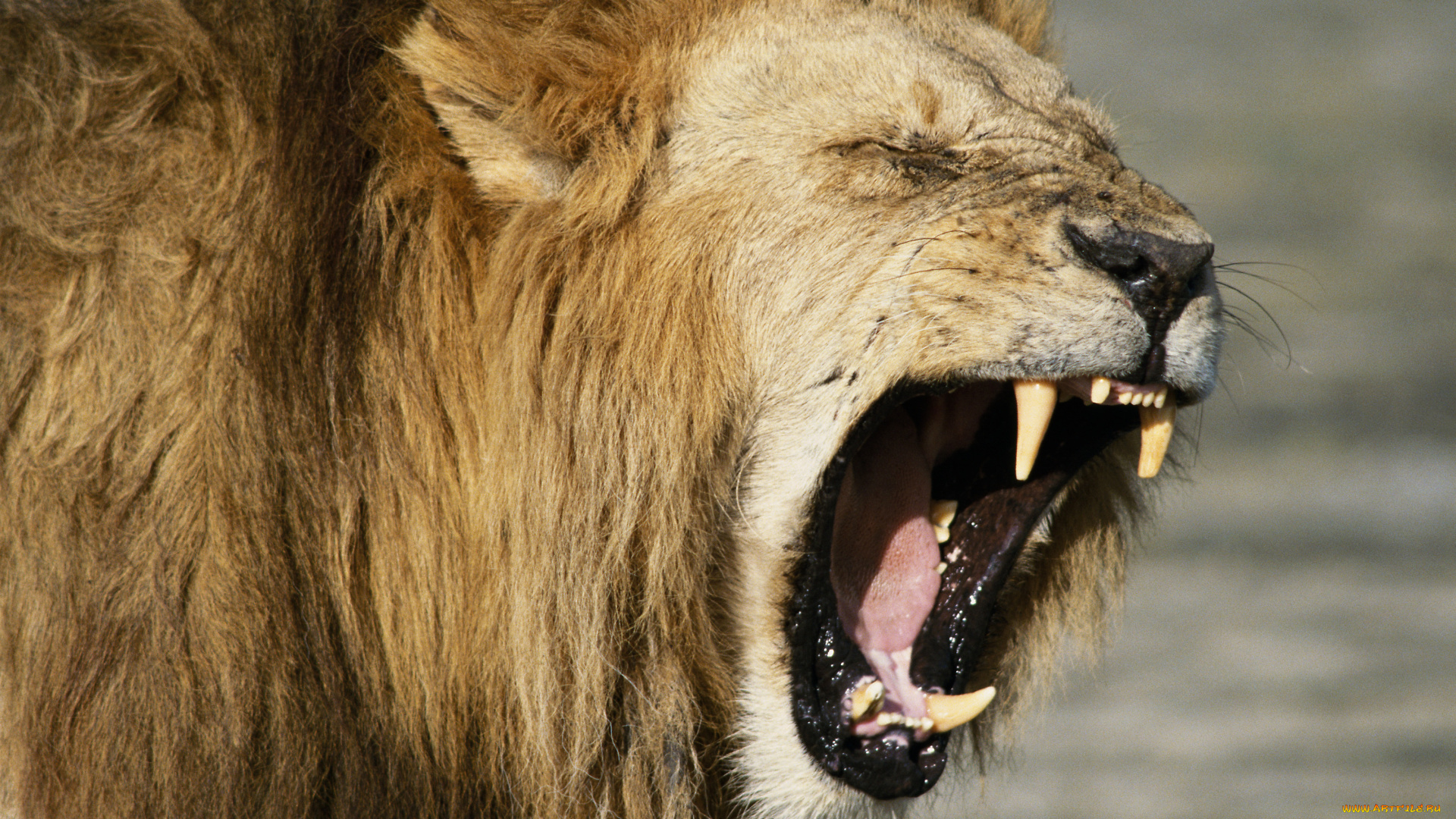 животные, львы, сила, лев, клич, рык, пасть