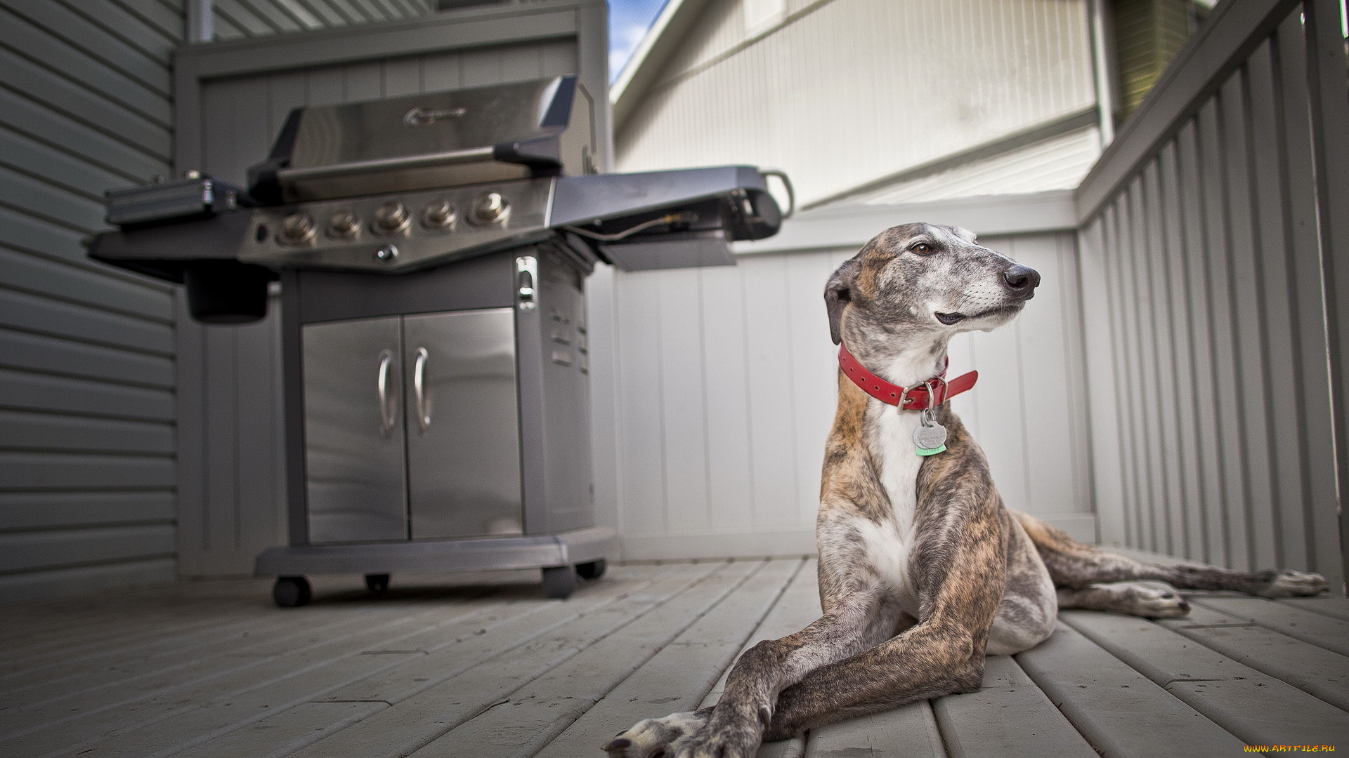 животные, собаки, собака, дом, фон