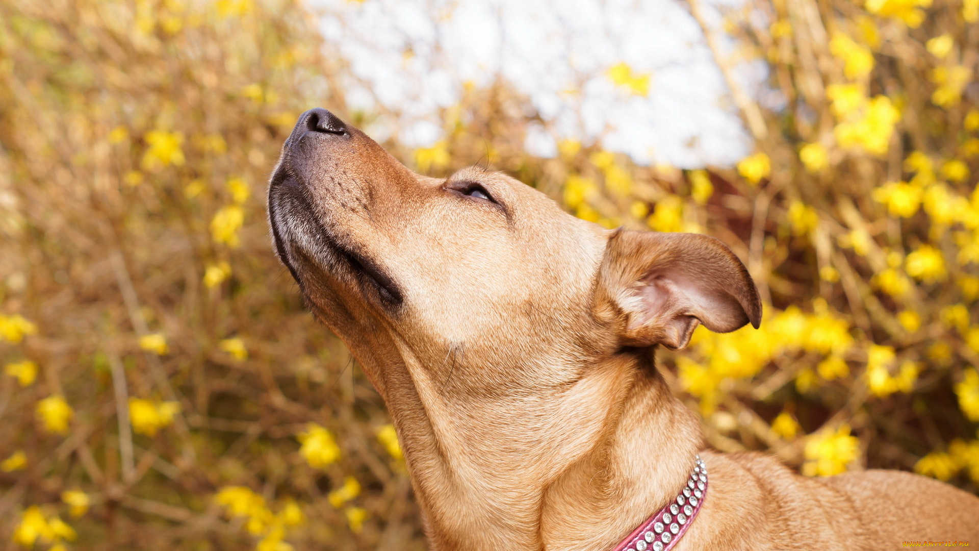 животные, собаки, собака, природа, фон