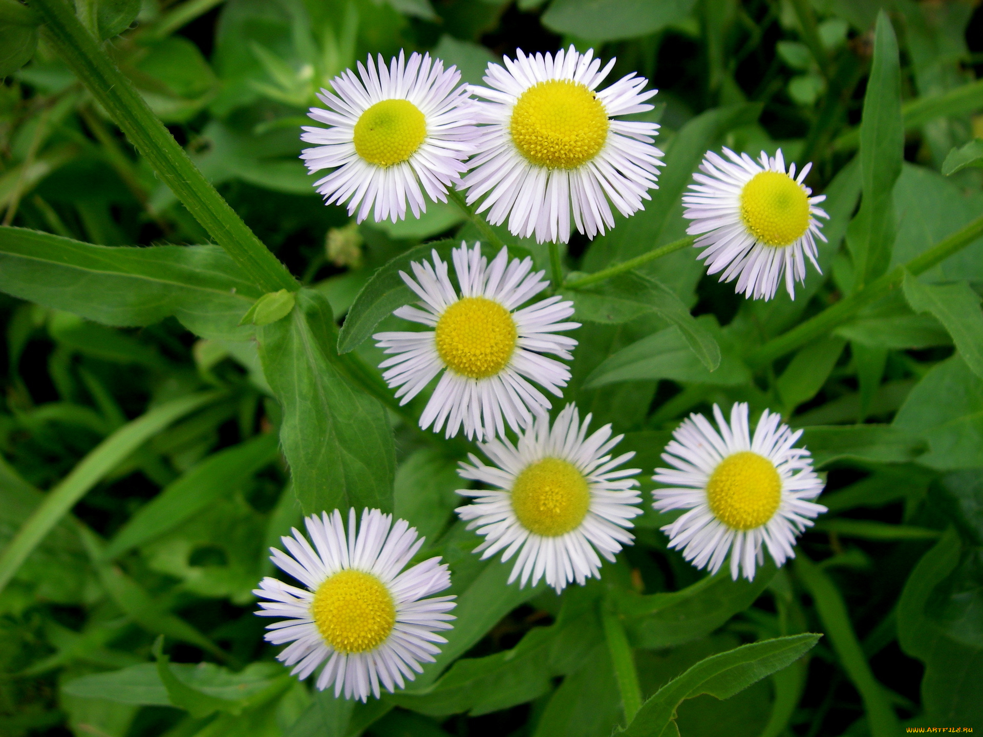 цветы, луговые, полевые, ромашки