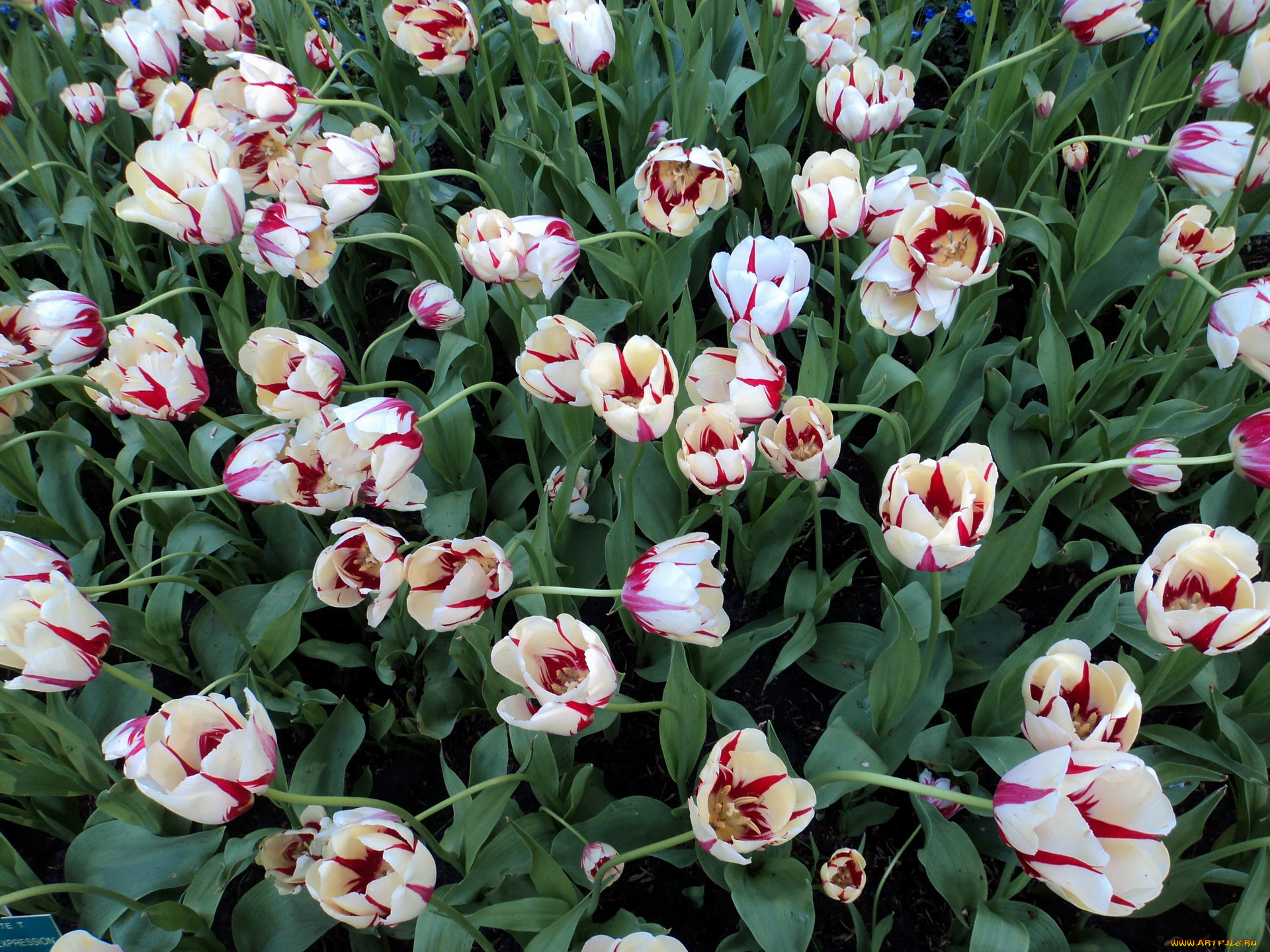 цветы, тюльпаны