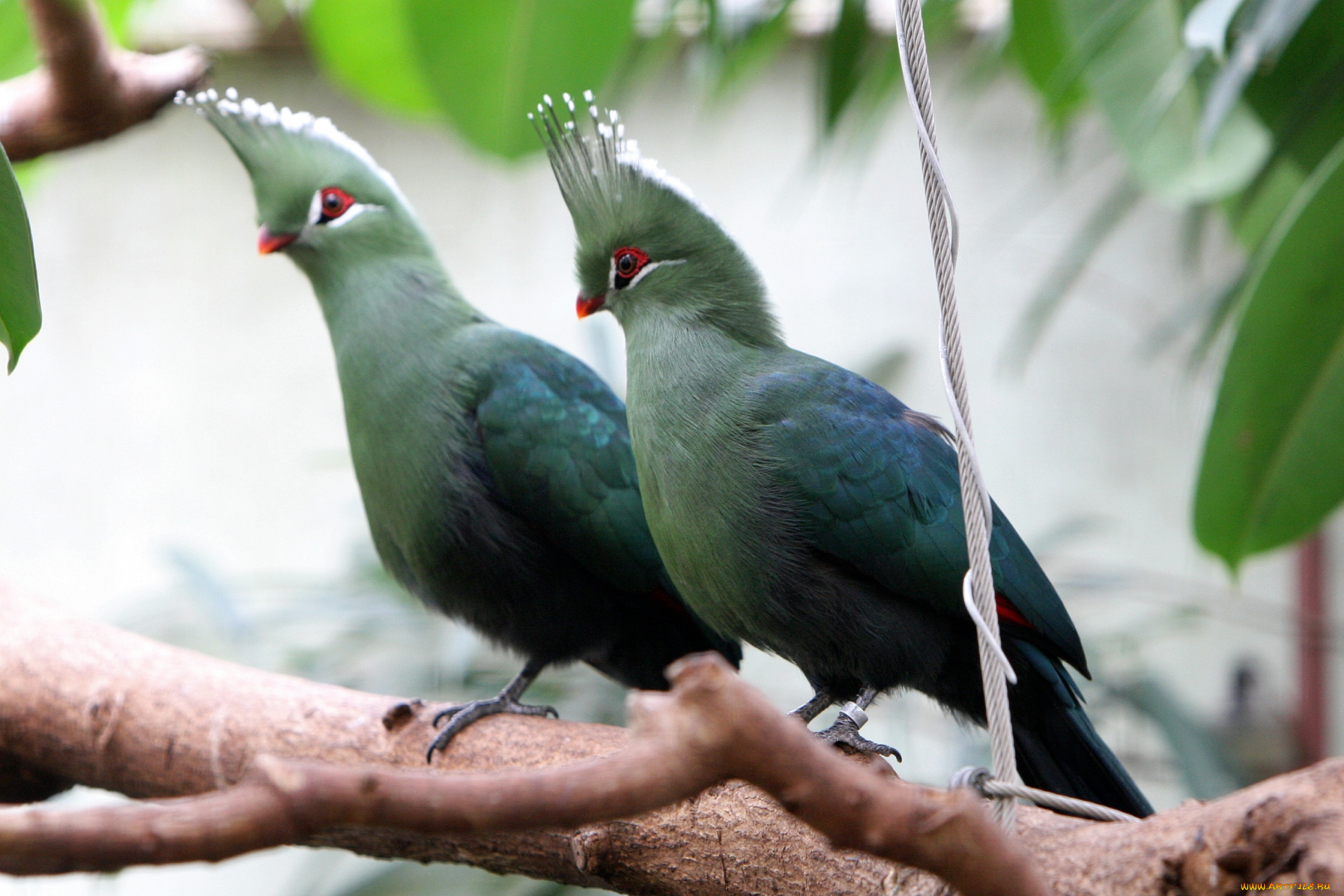 турако, животные, пара, хохолок