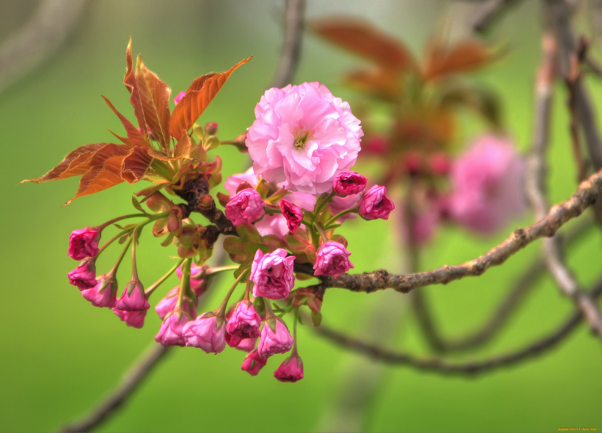 цветы, сакура, вишня, макро, бутоны, листья, весна, цветение, ветка