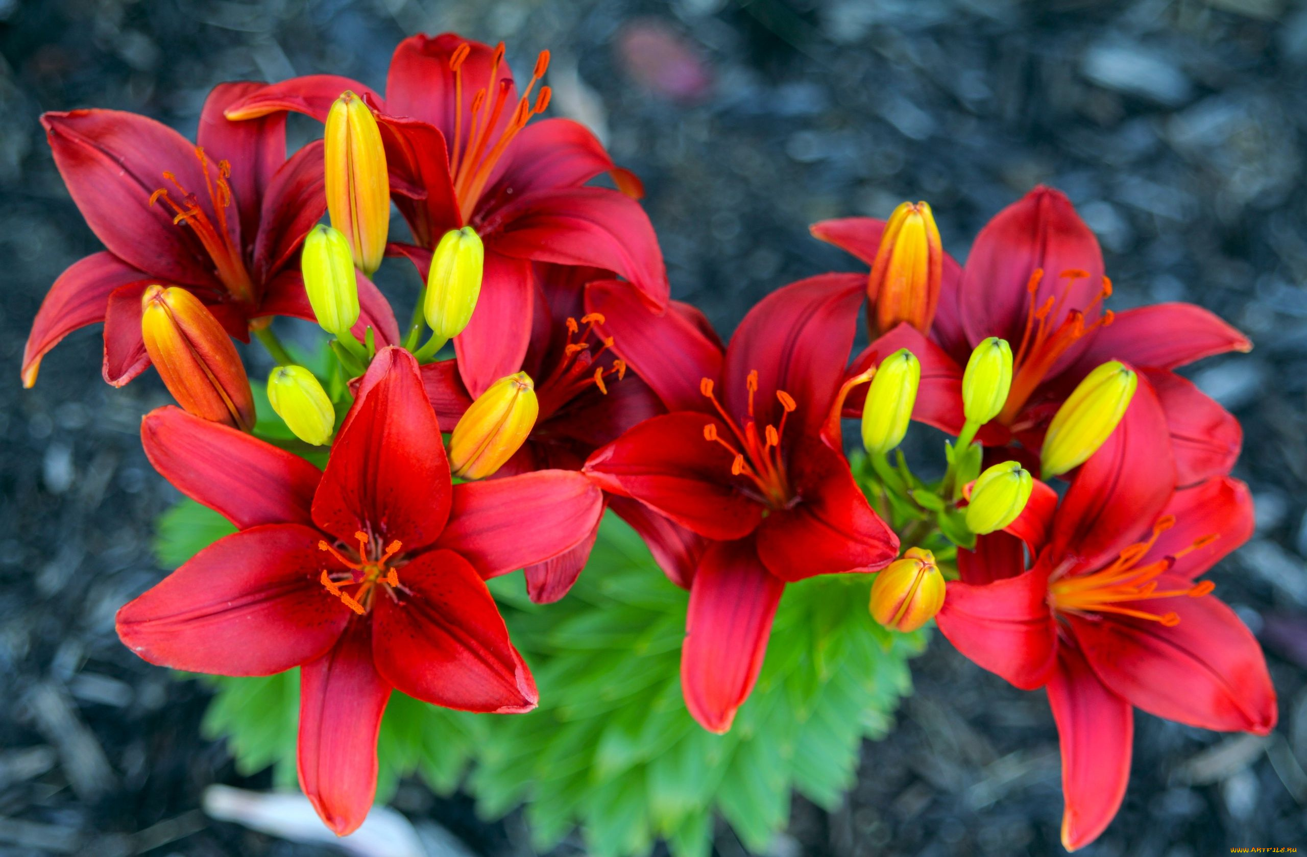 цветы, лилии, лилейники, бутоны, лепестки