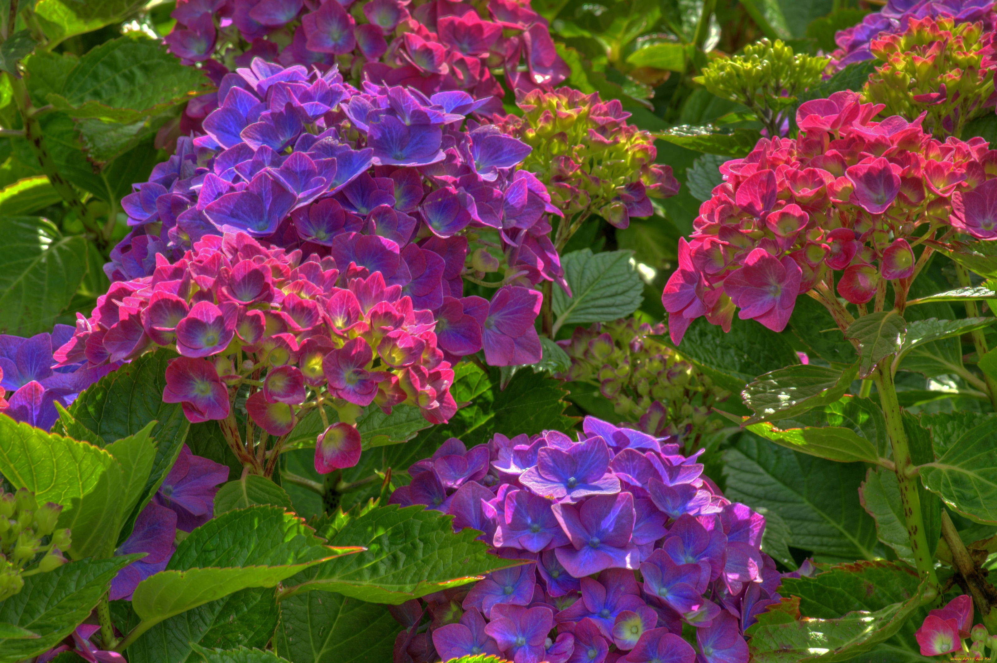 цветы, гортензия, куст, фиолетовый, розовый