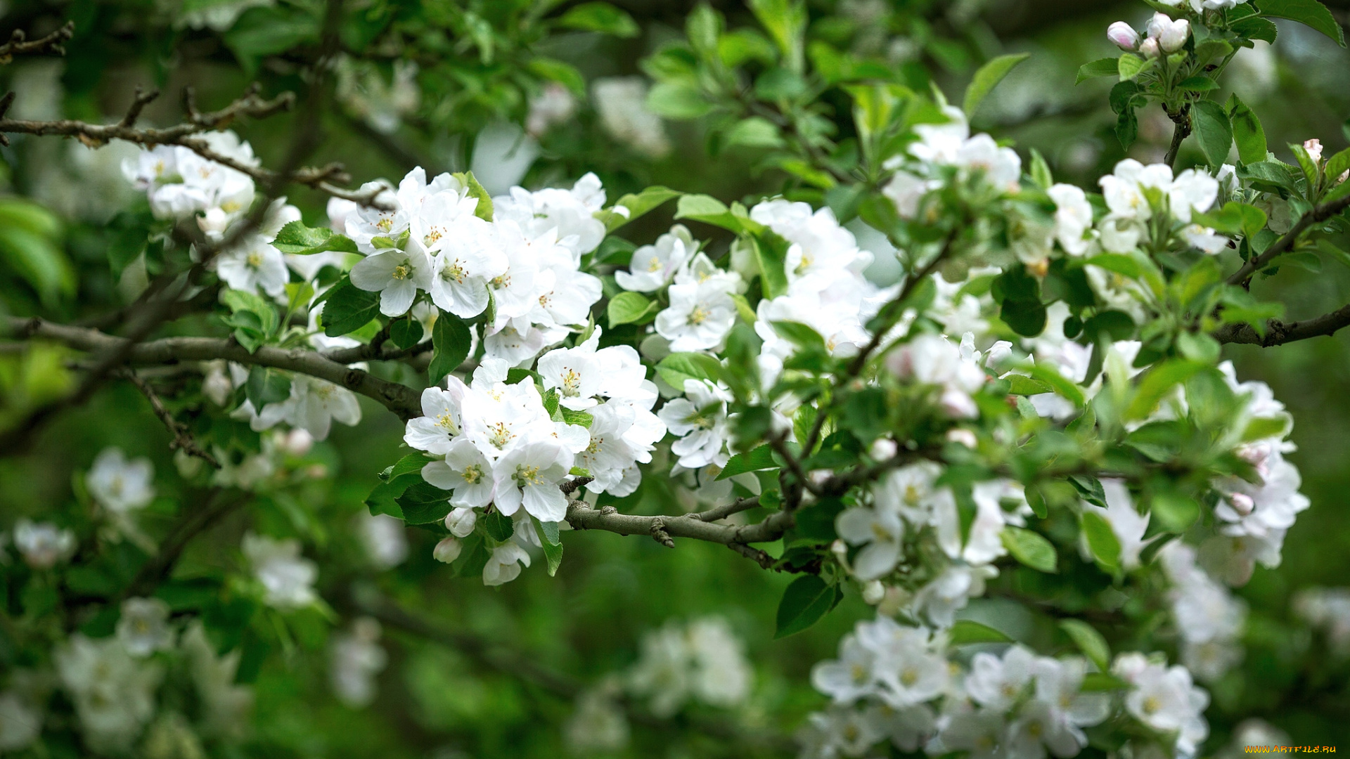 цветы, цветущие, деревья, кустарники, ветки, весна