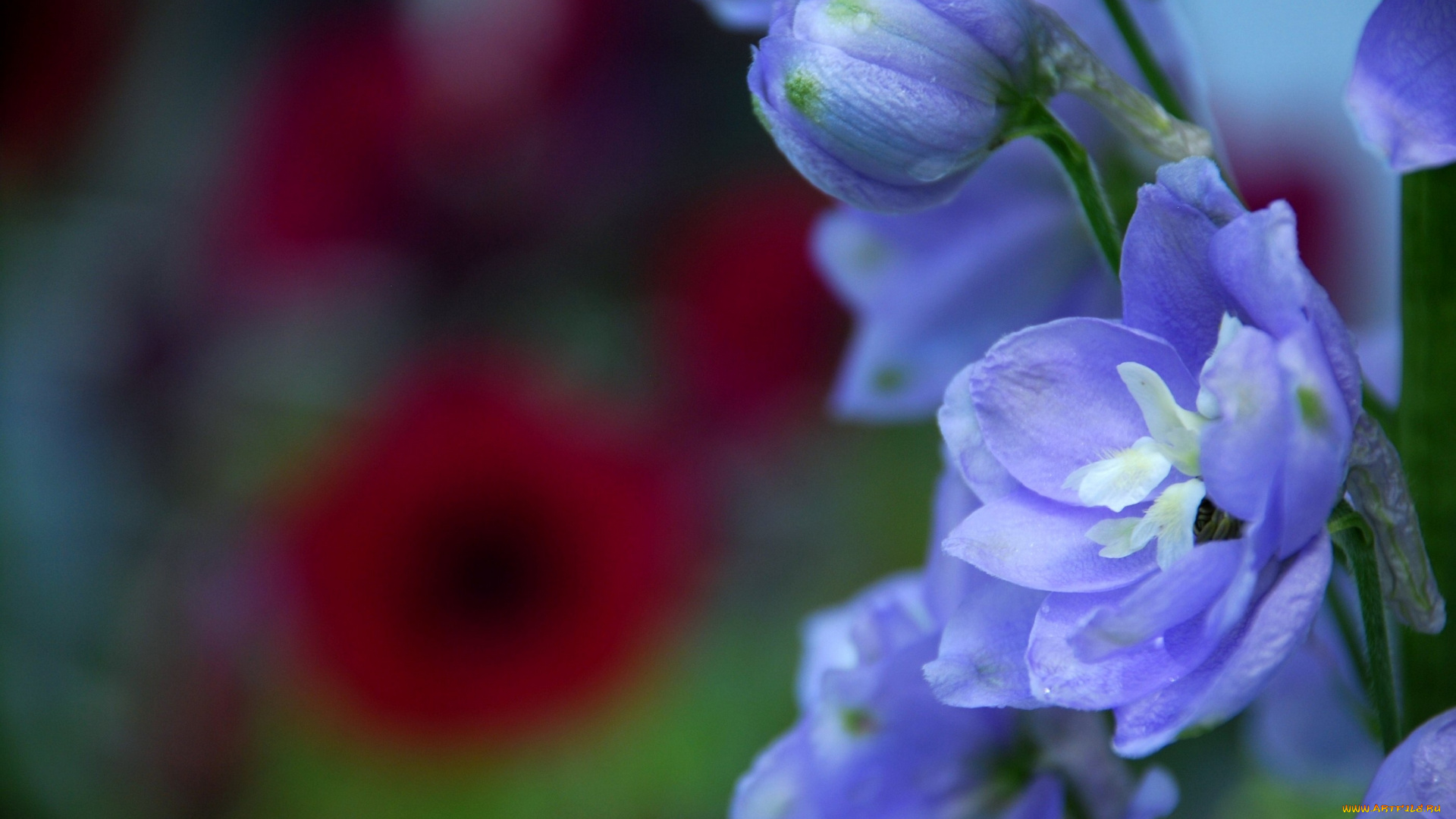 цветы, дельфиниум, макро