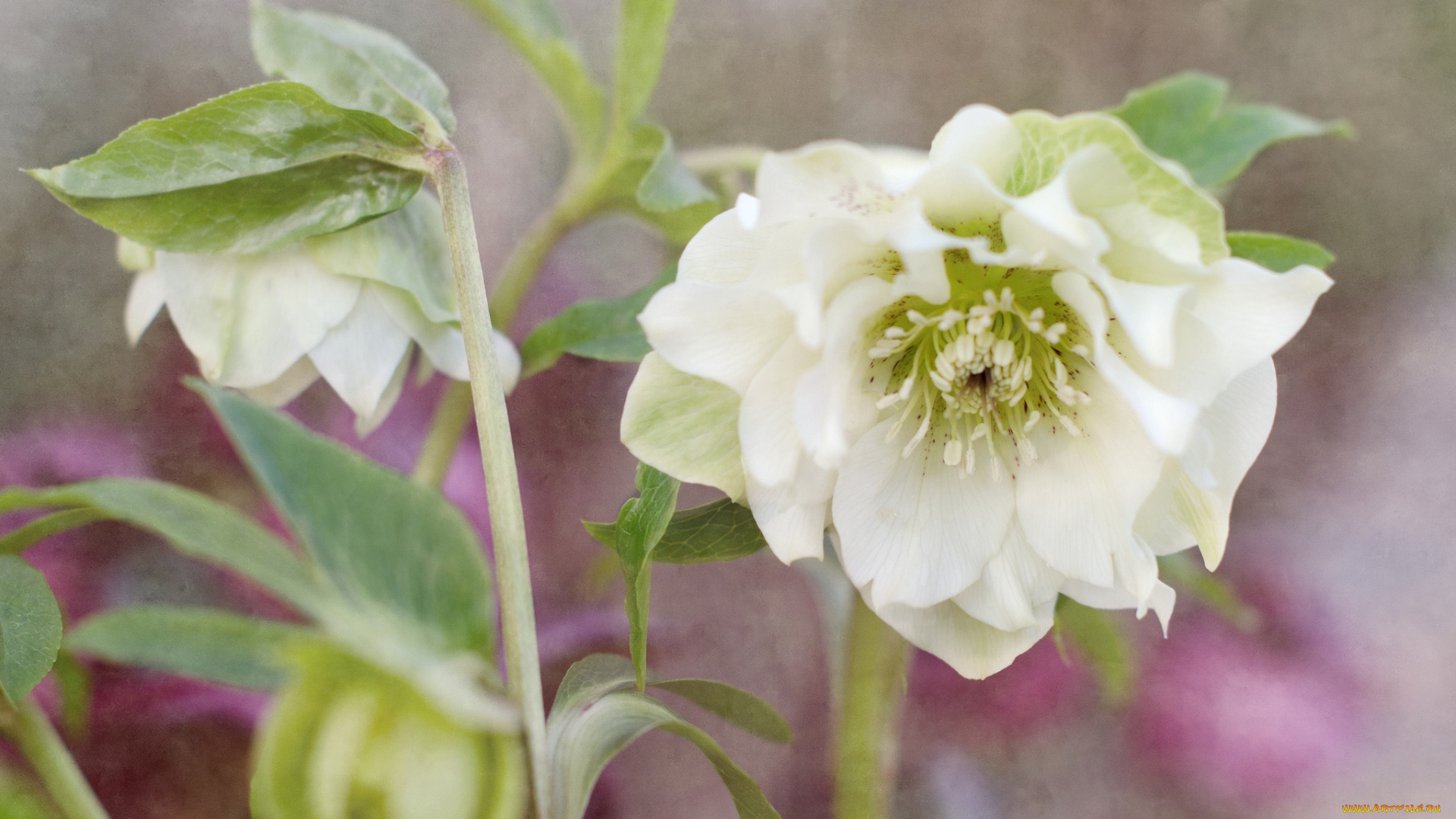 цветы, геллеборус, морозник, белый